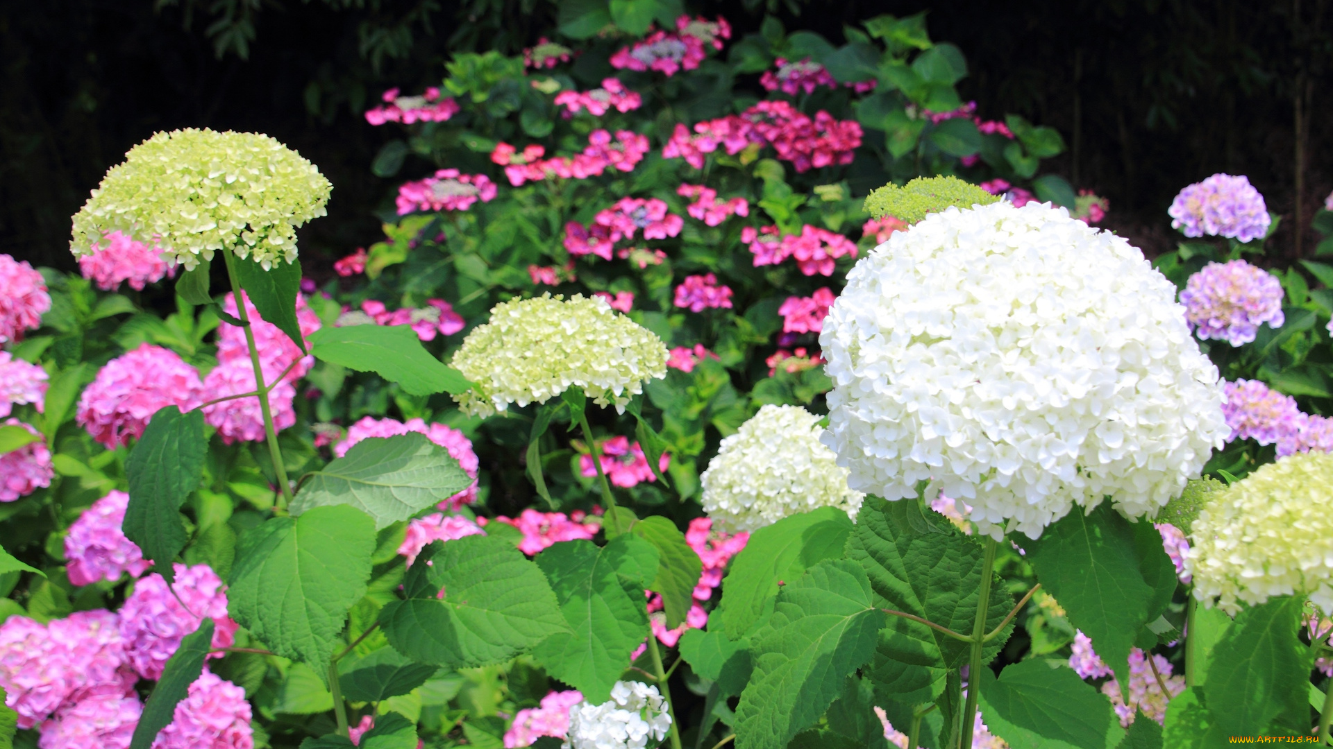 цветы, гортензия, бутоны, лето