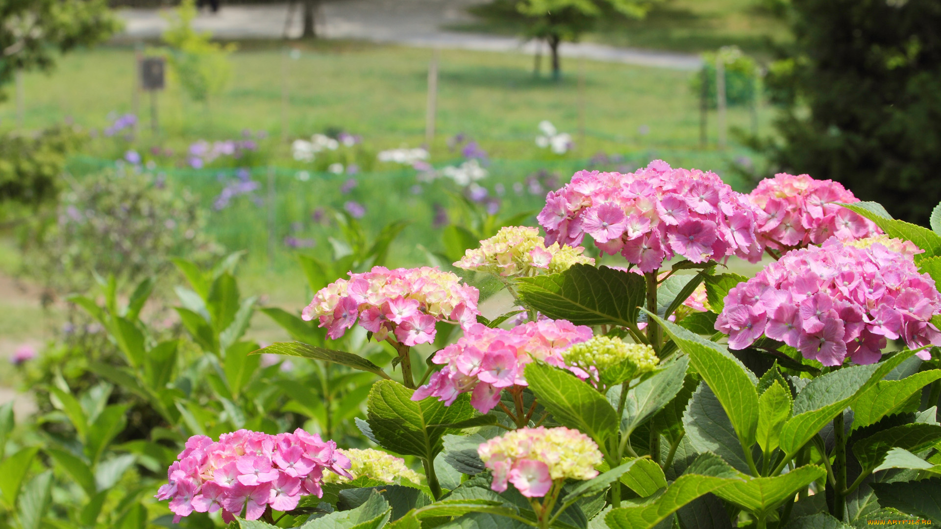 цветы, гортензия, бутоны, лето