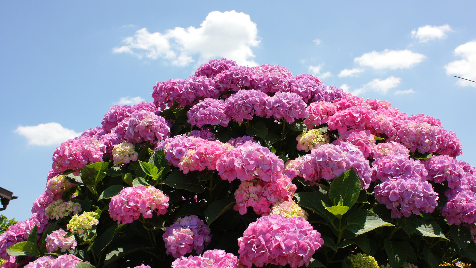 цветы, гортензия, бутоны, лето