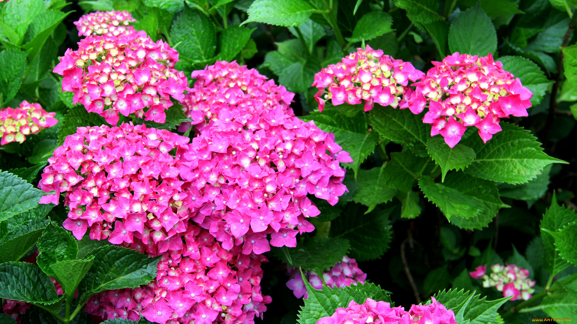 цветы, гортензия, лето, бутоны