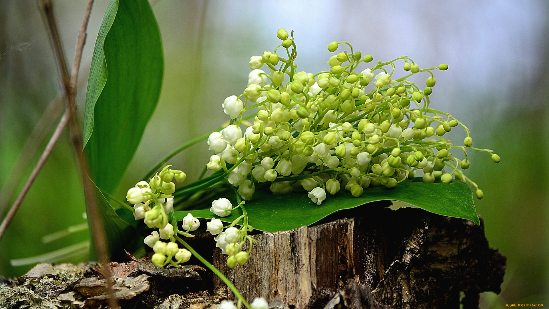 цветы, ландыши, весна