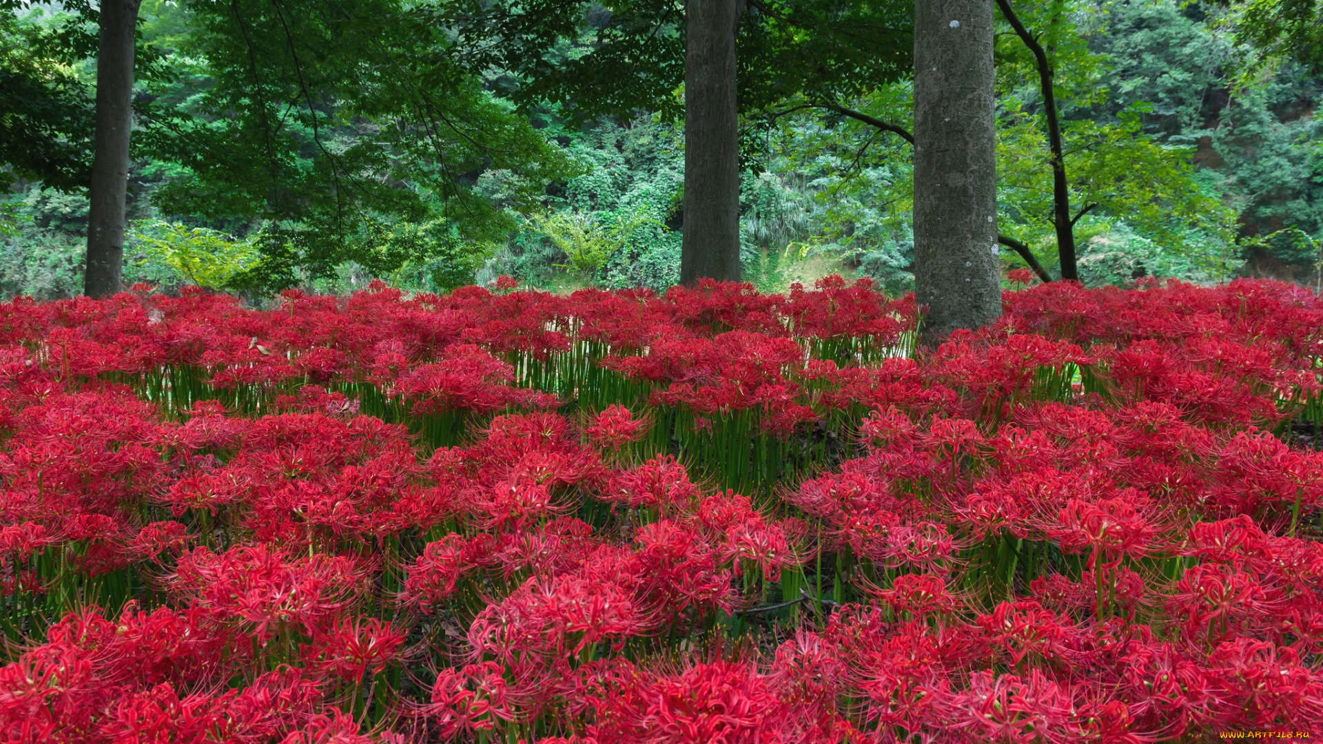 цветы, лилии, , лилейники, паучья, лилия