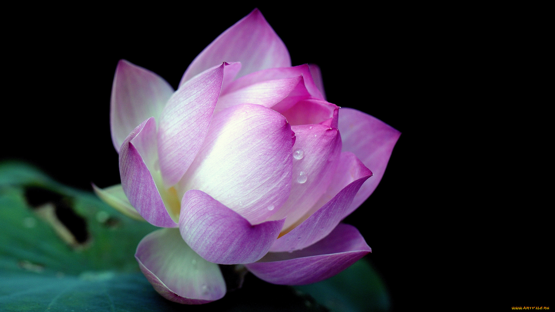 цветы, лотосы, макро