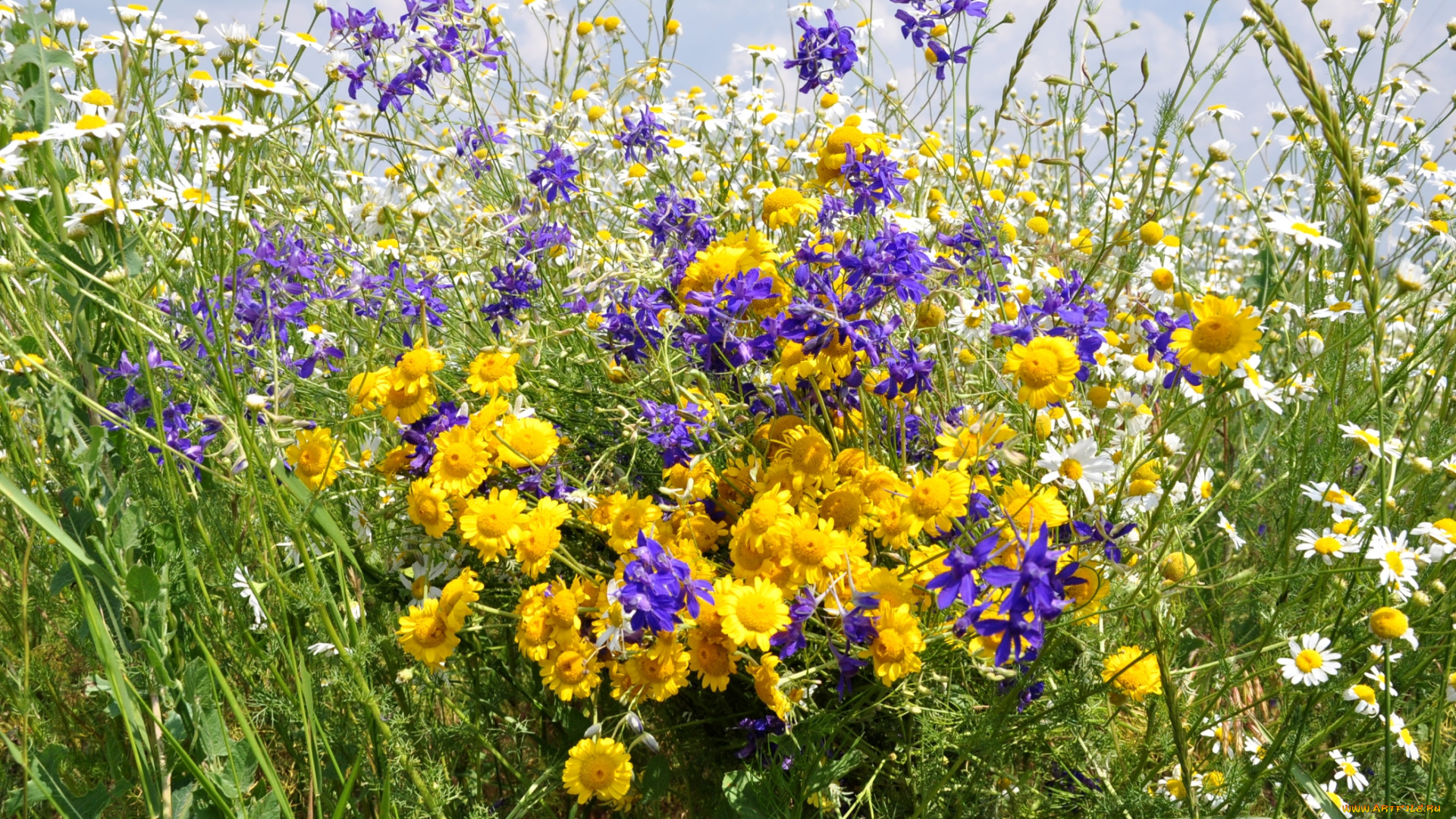 цветы, луговые, , полевые, , цветы, луг