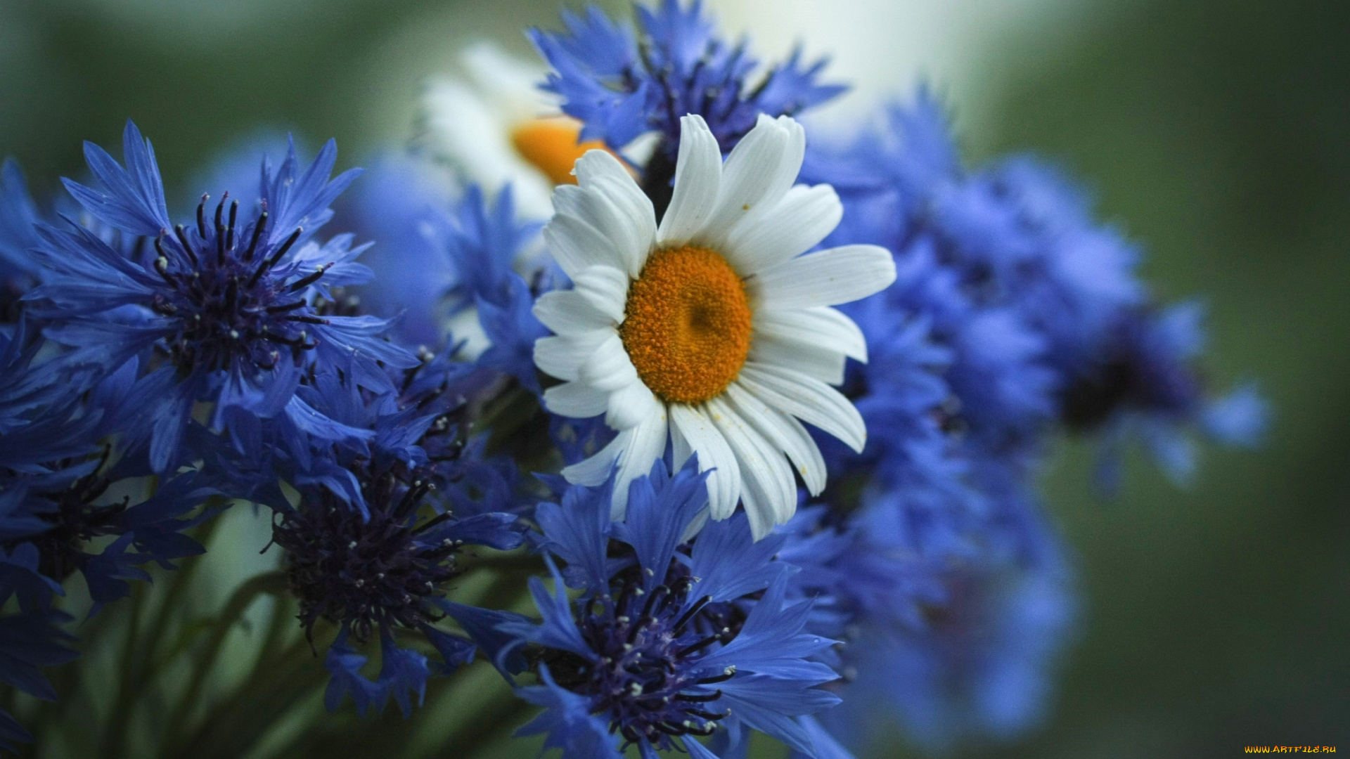 цветы, луговые, , полевые, , цветы, ромашки, васильки