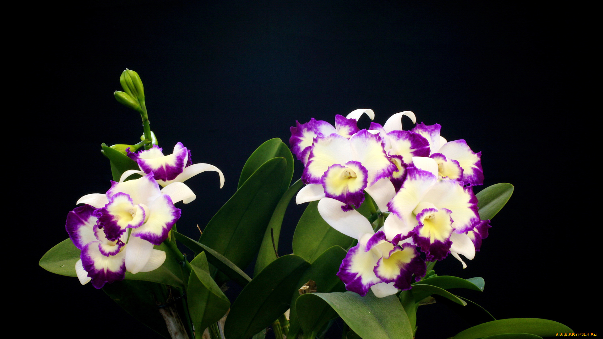 цветы, орхидеи, белые
