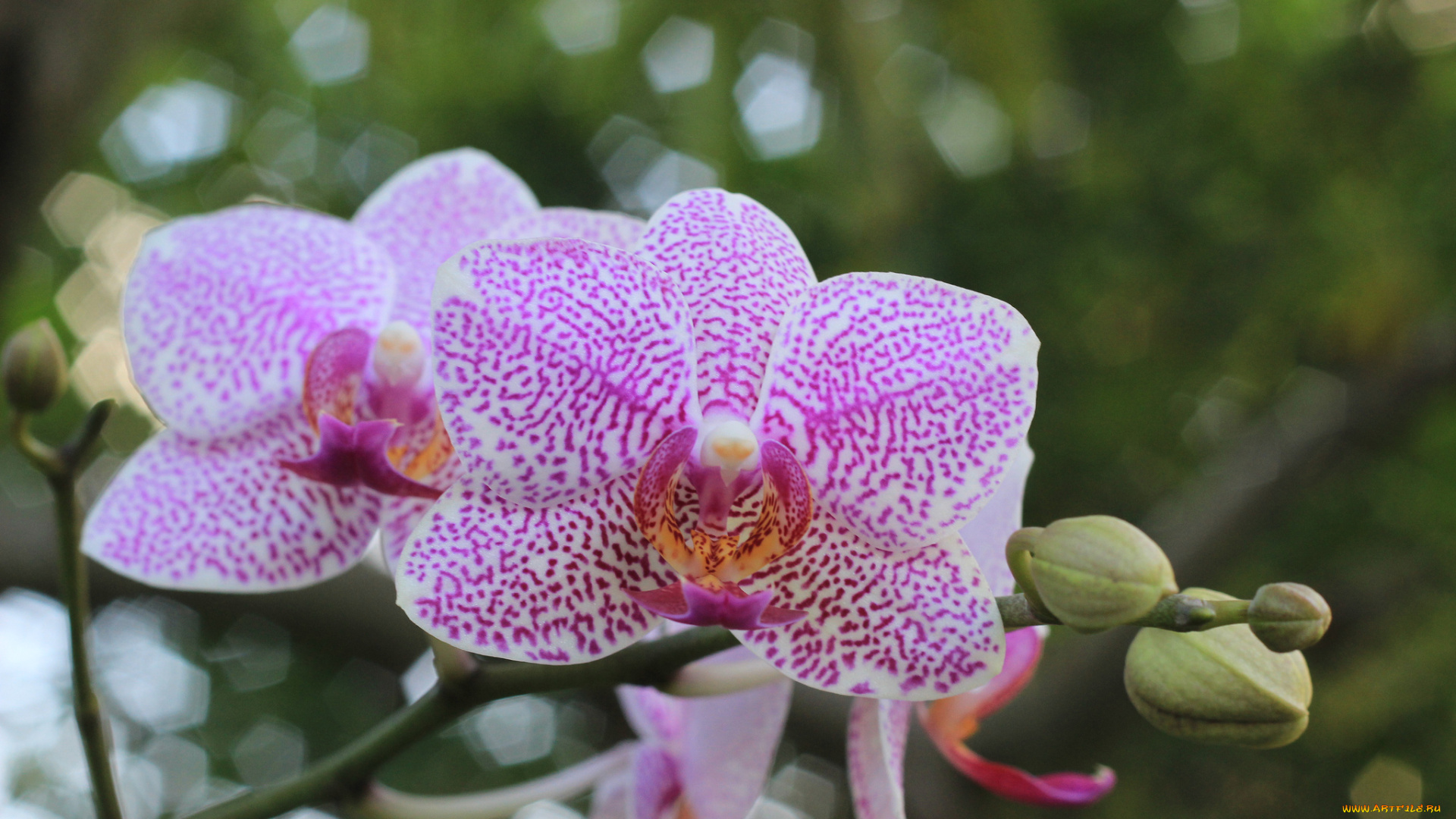 цветы, орхидеи, розовый
