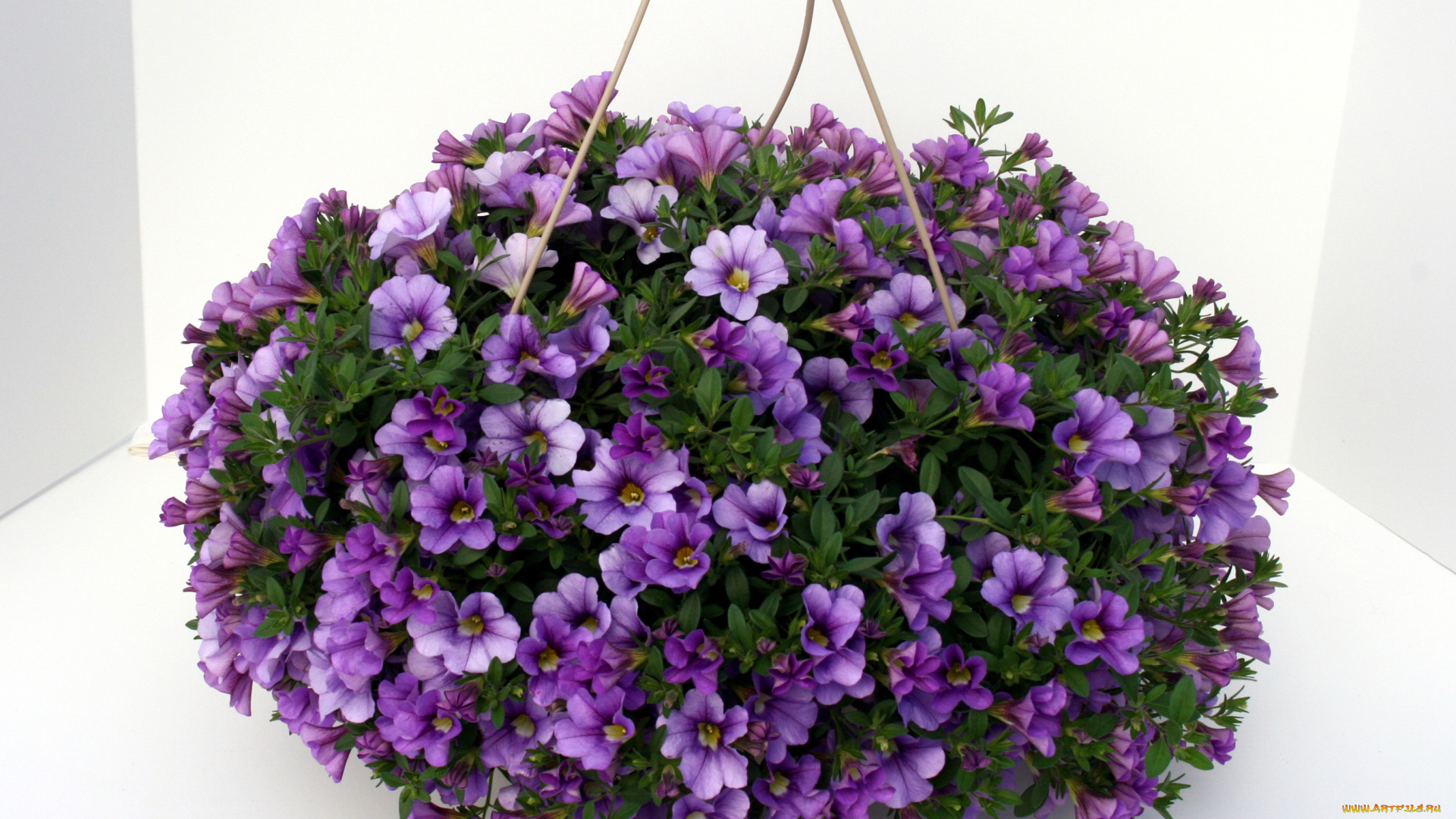 цветы, петунии, , калибрахоа, калибрахоа, петунья, композиция