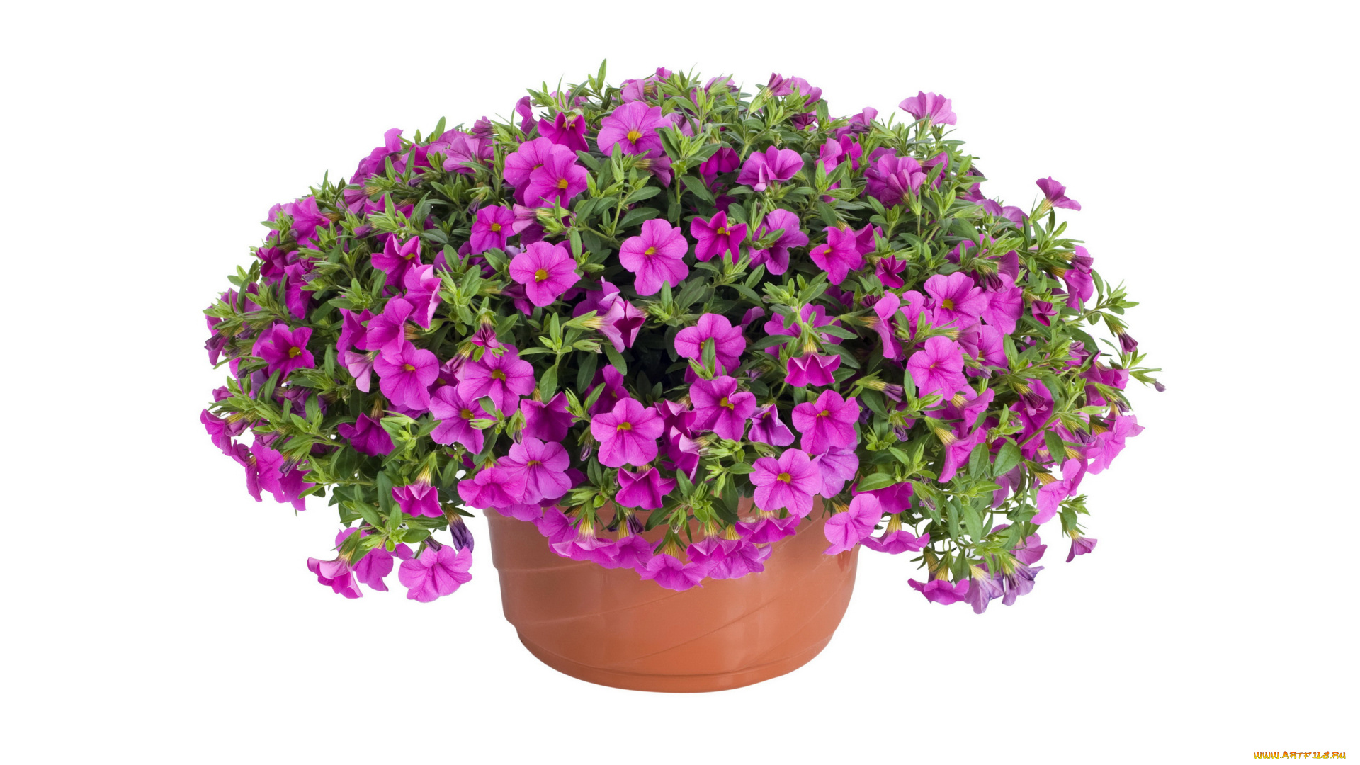 цветы, петунии, , калибрахоа, петунья, калибрахоа