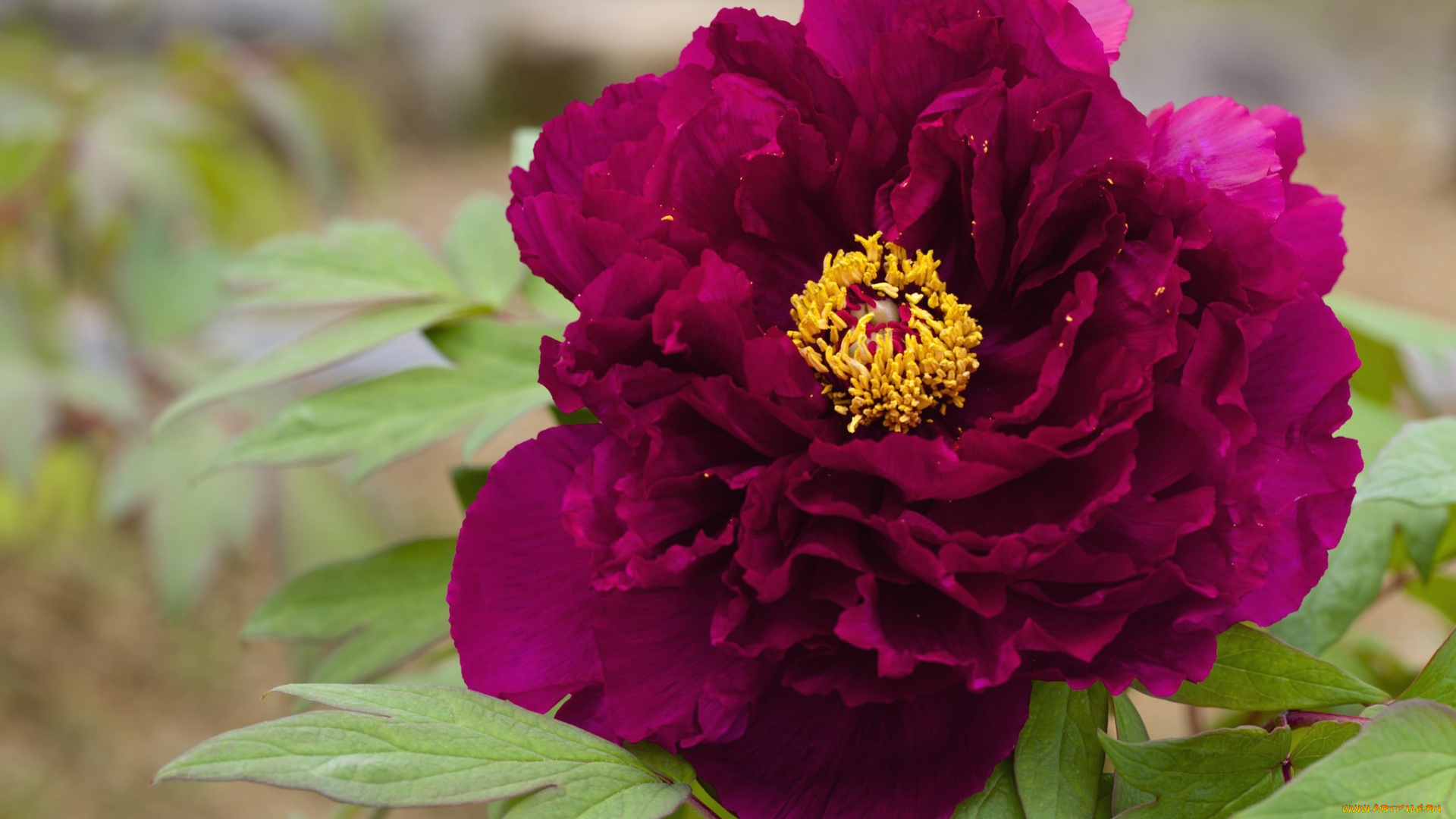 цветы, пионы, макро