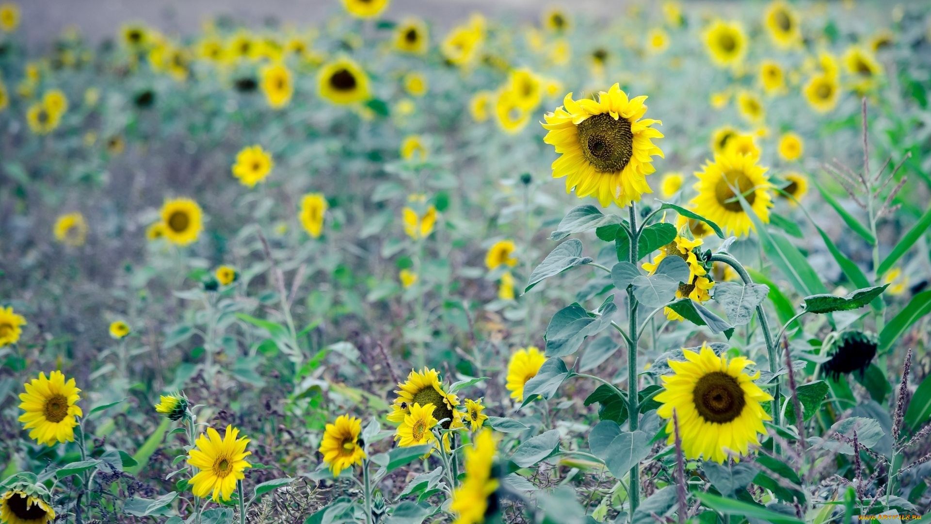 цветы, подсолнухи, поле, фон, листья