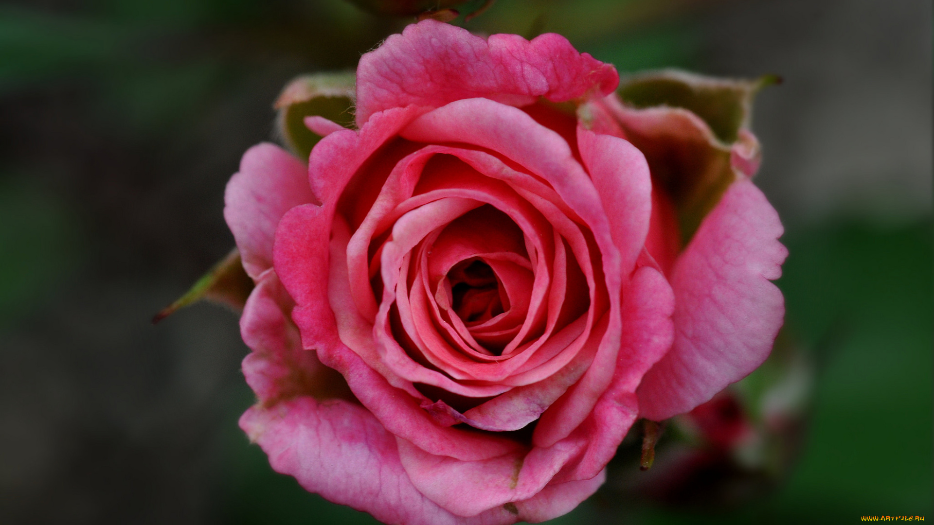 цветы, розы, макро