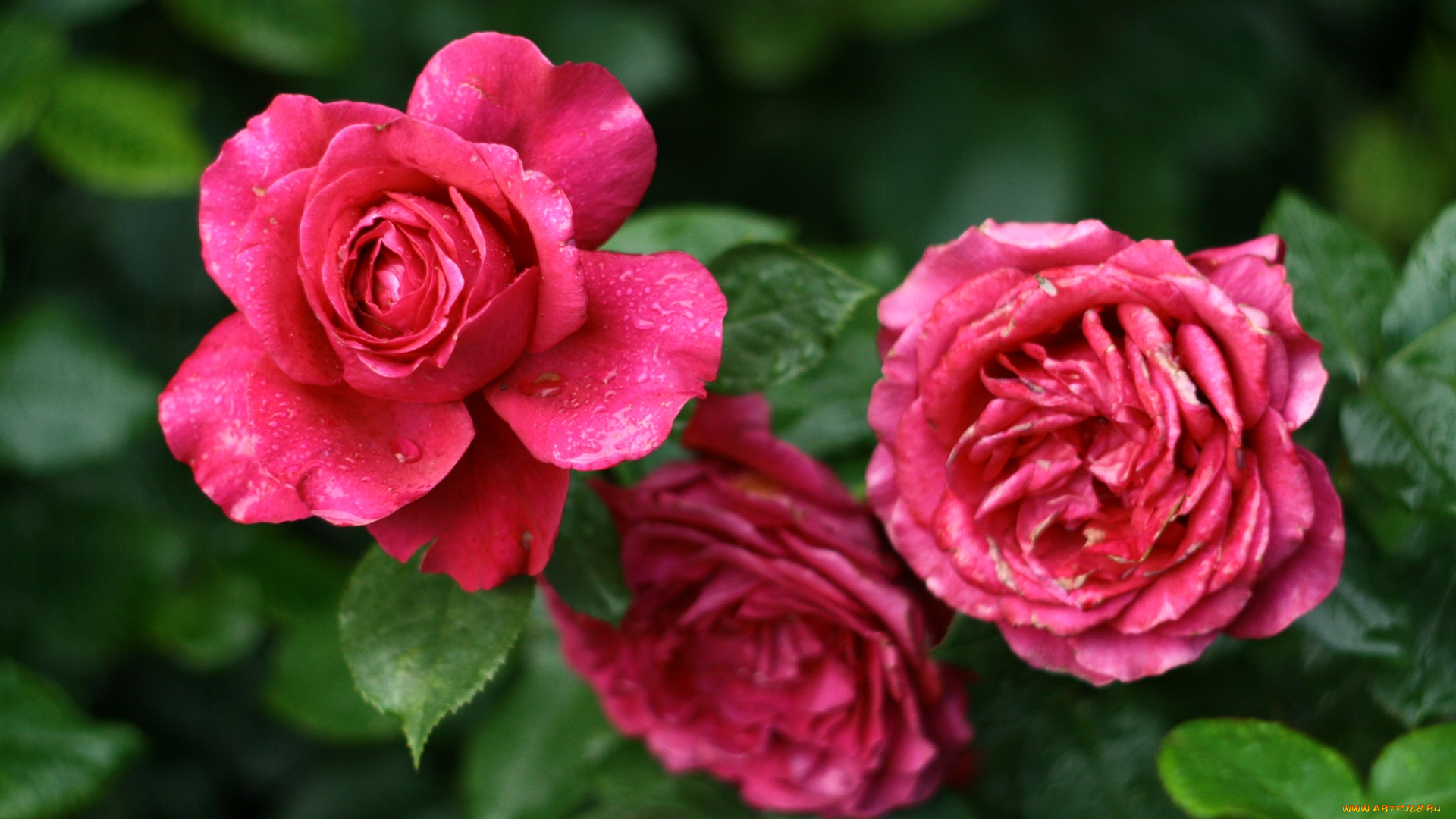 цветы, розы, трио