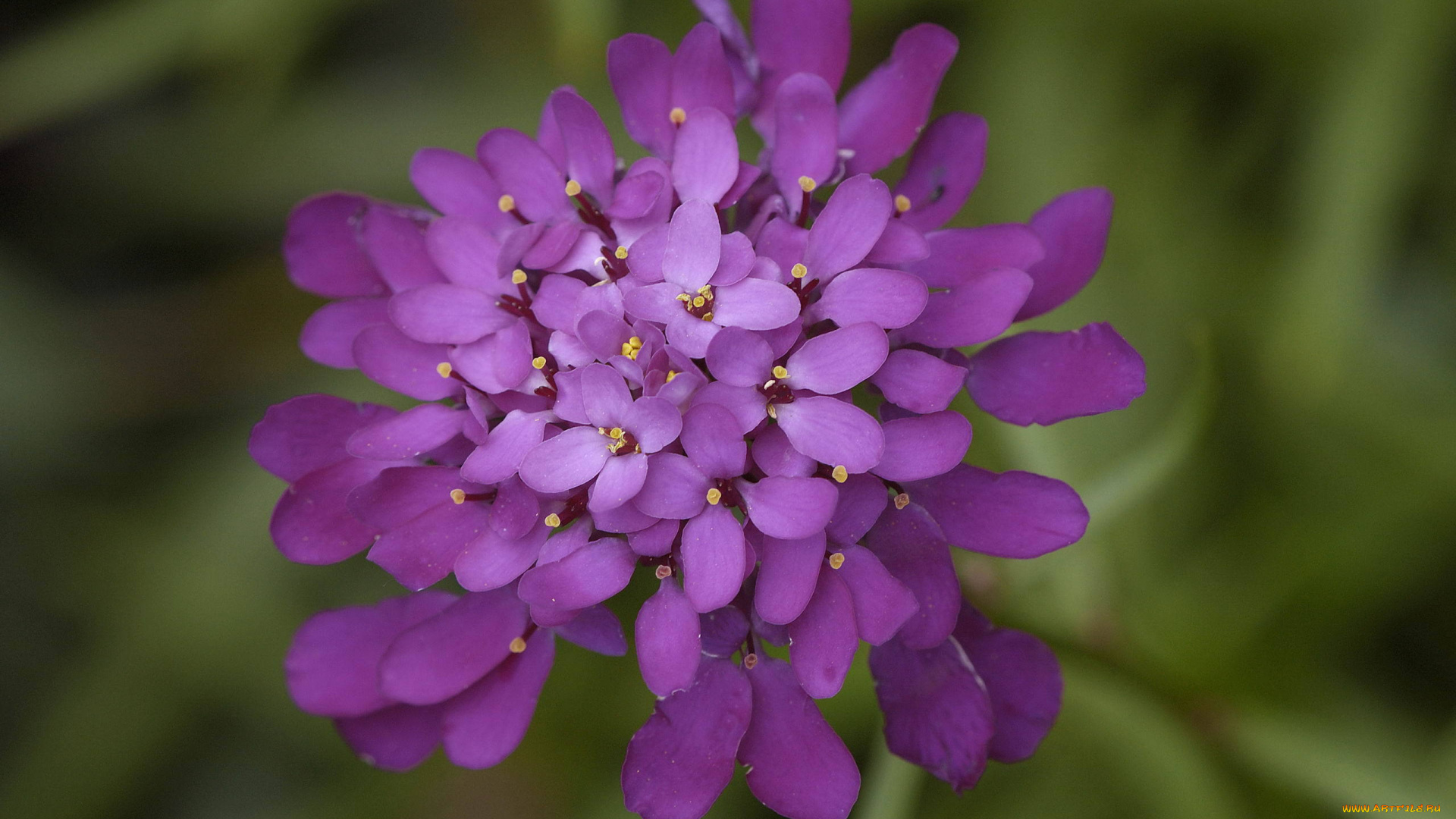 цветы, соцветия, розово-сиреневый