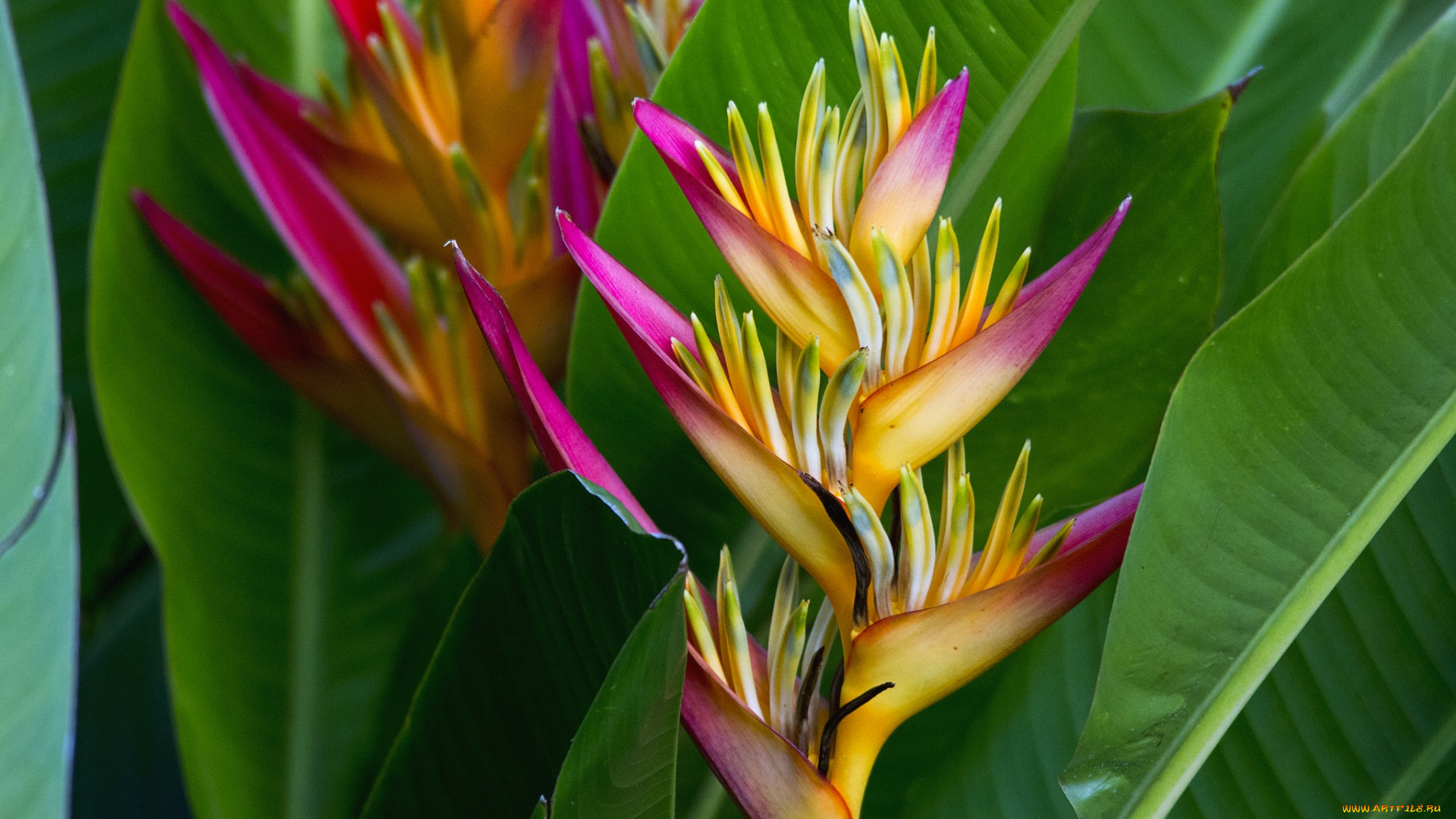 цветы, стрелиция, , райская, птица, тропики