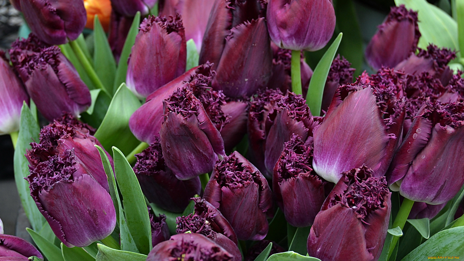 цветы, тюльпаны, бордовые