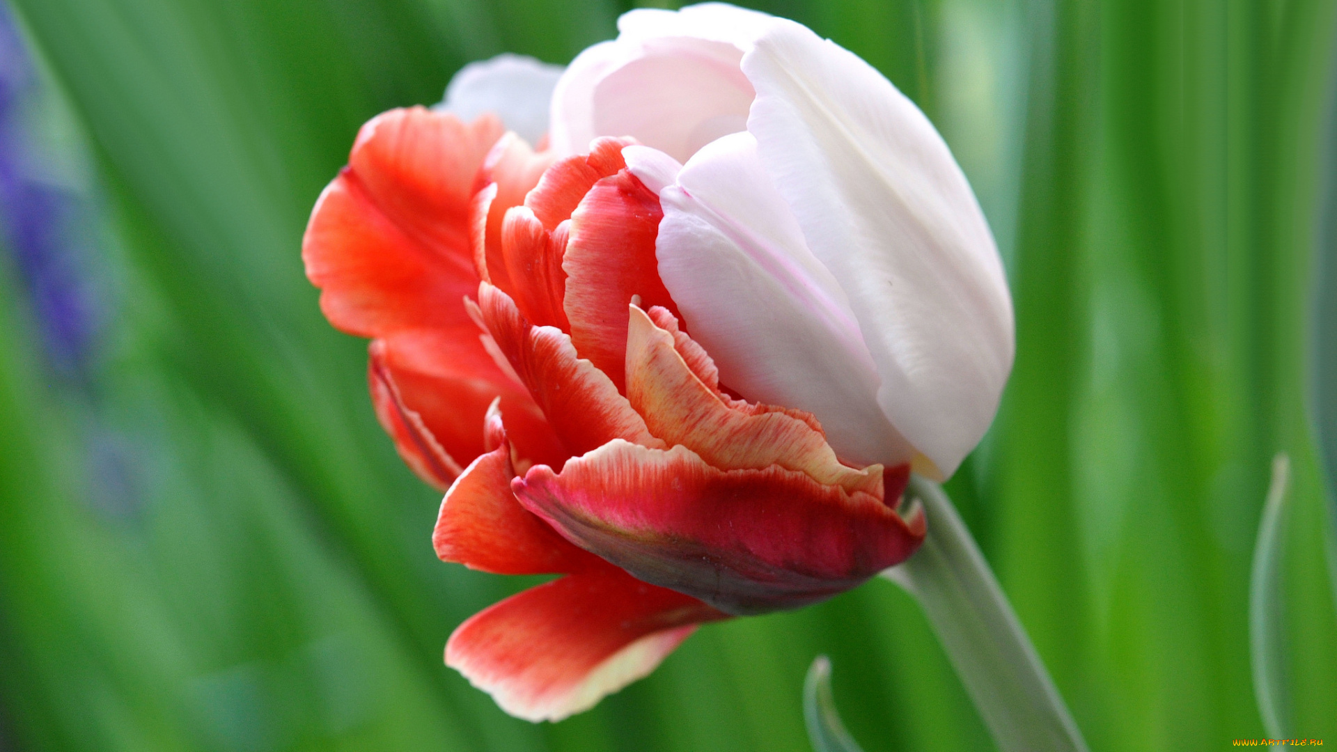 цветы, тюльпаны, макро