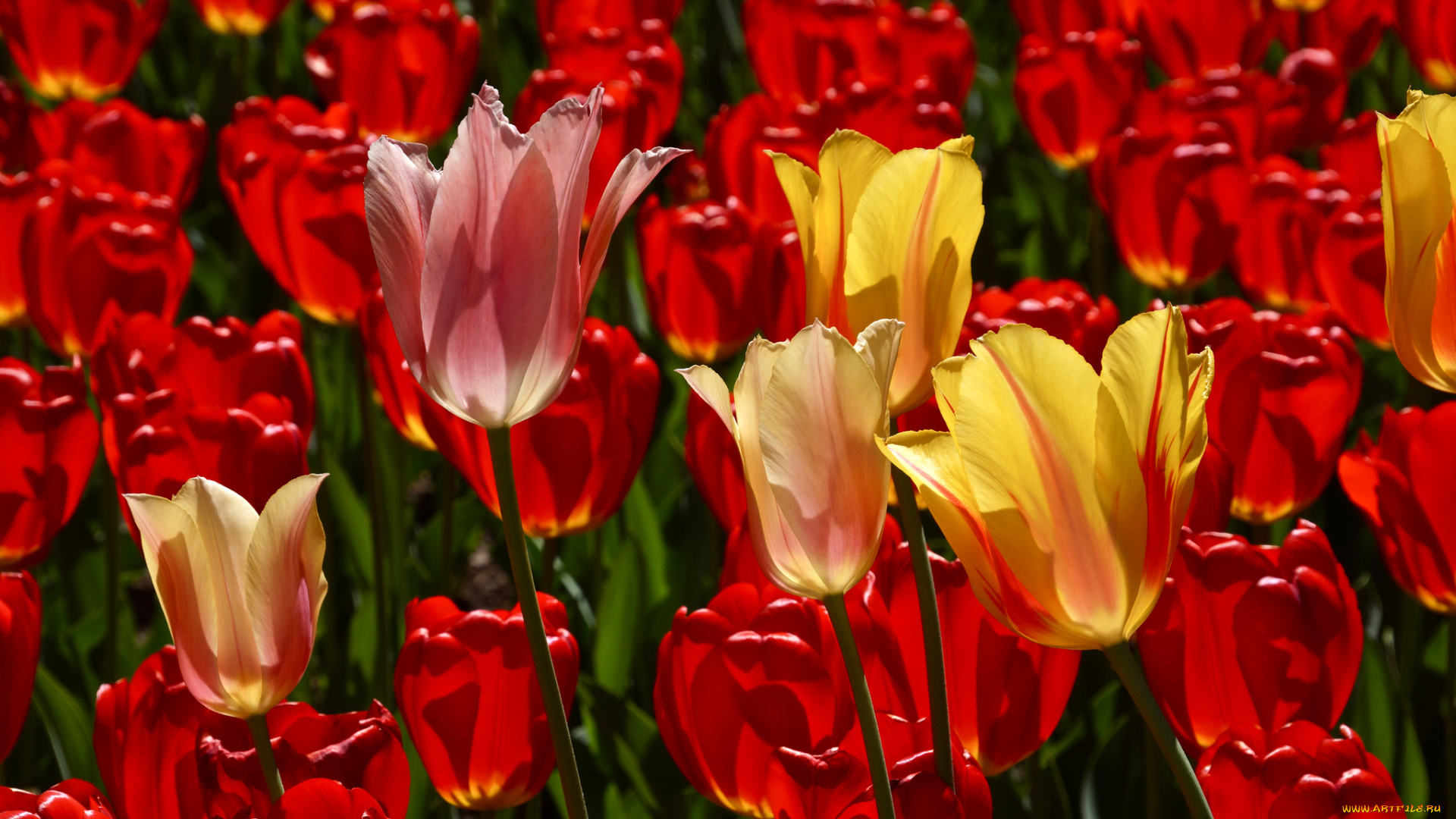 цветы, тюльпаны, много