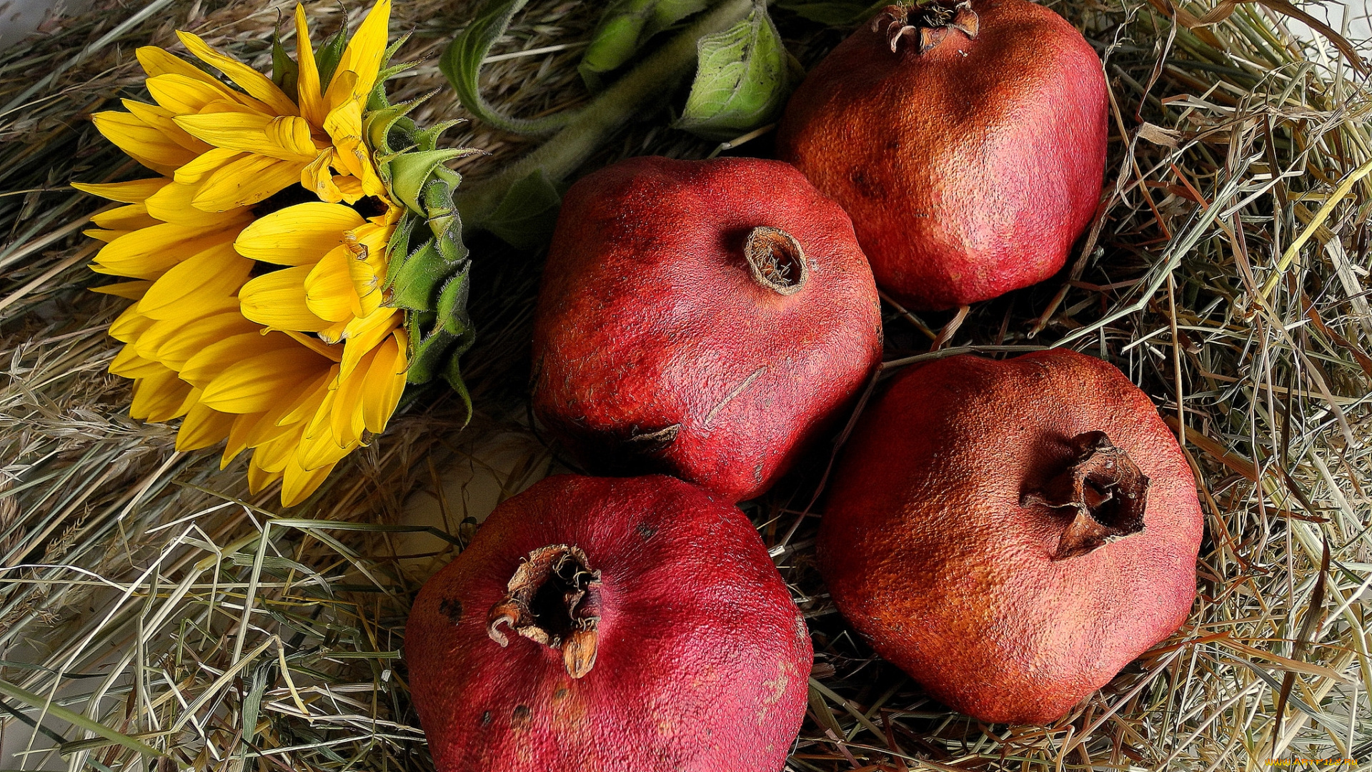 еда, гранат, подсолнух, плоды