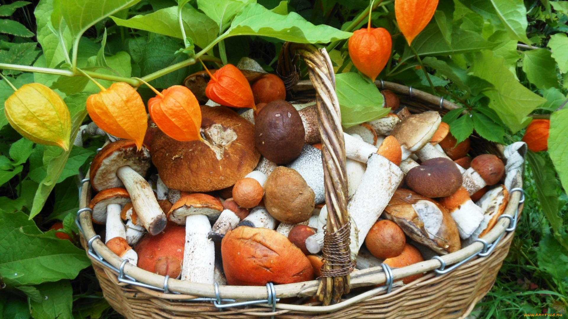 еда, грибы, , грибные, блюда, физалис, корзина