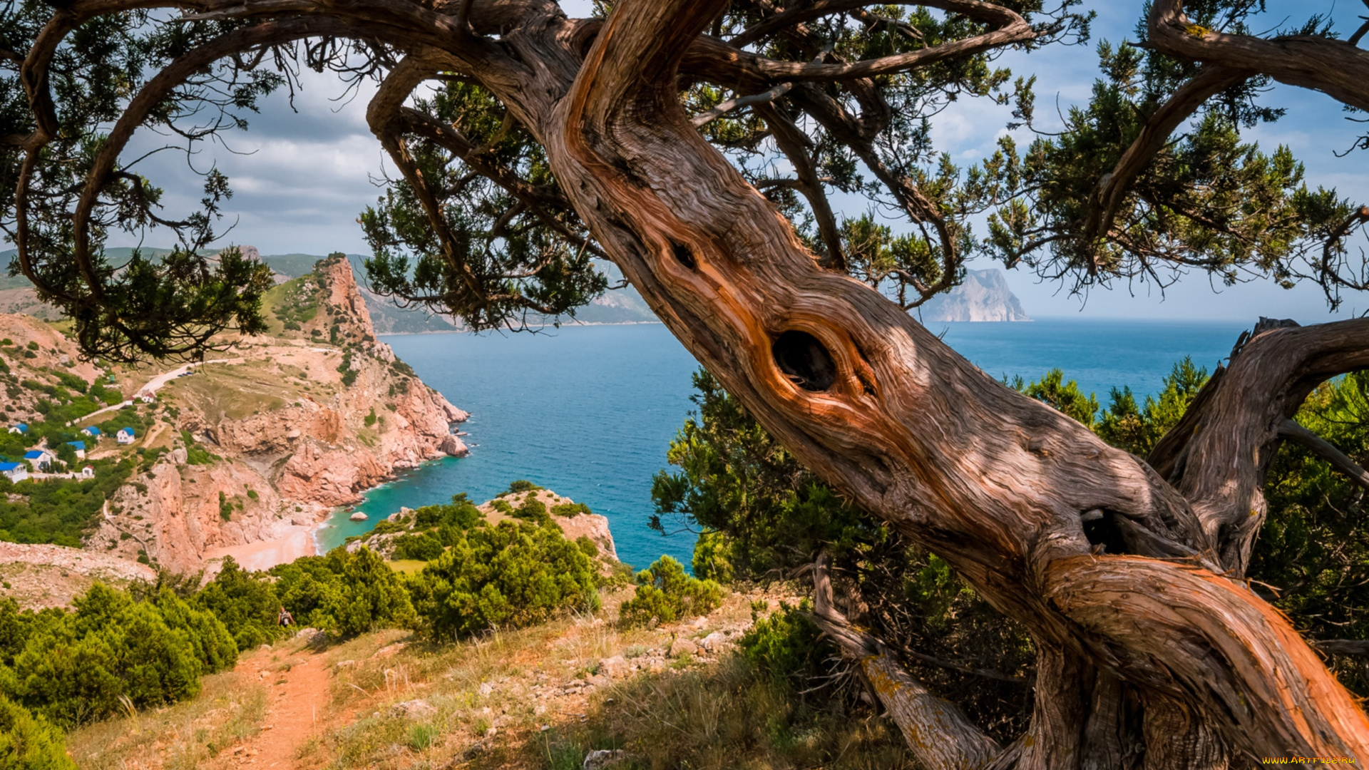 природа, деревья, море