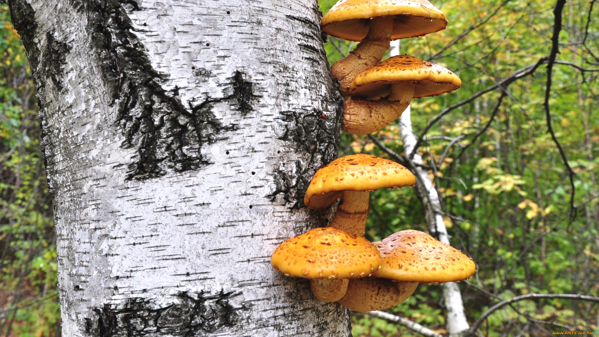 природа, грибы, береза, опята