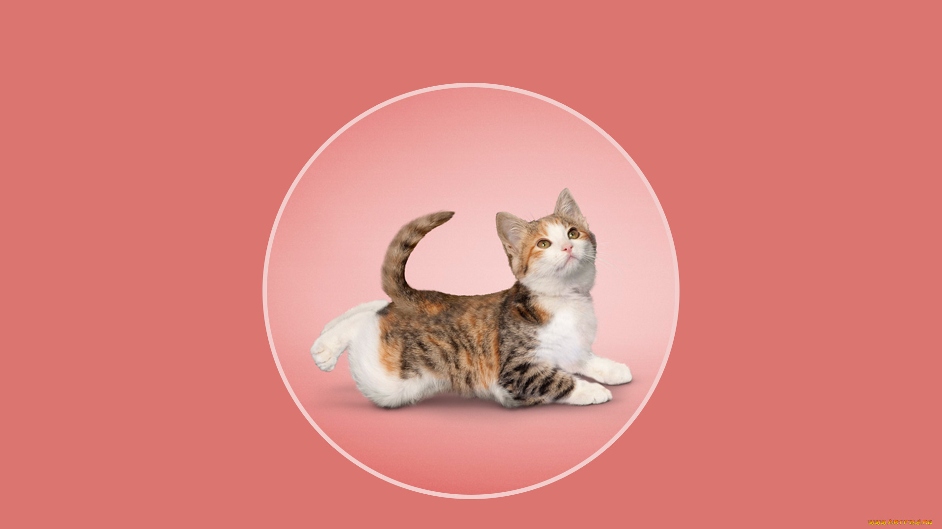 разное, компьютерный, дизайн, фон, кот