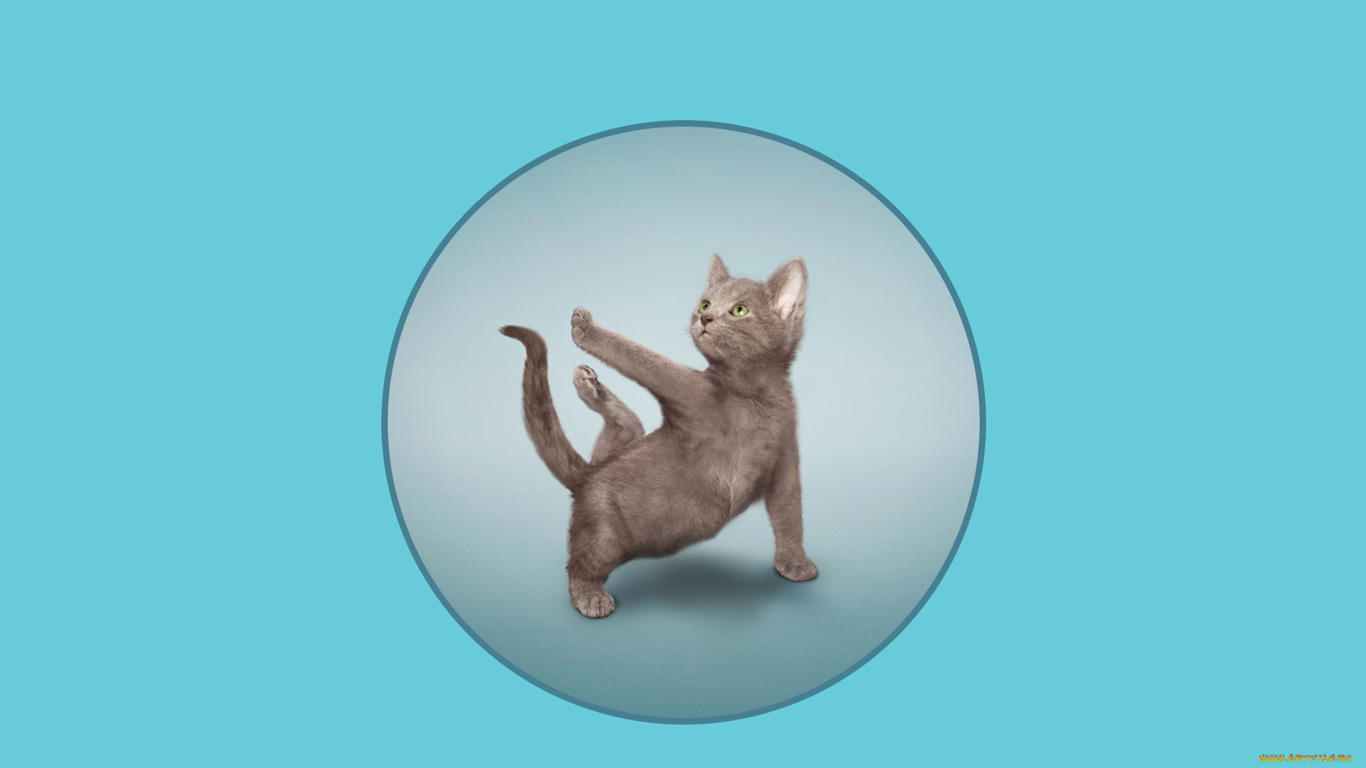 разное, компьютерный, дизайн, фон, кот