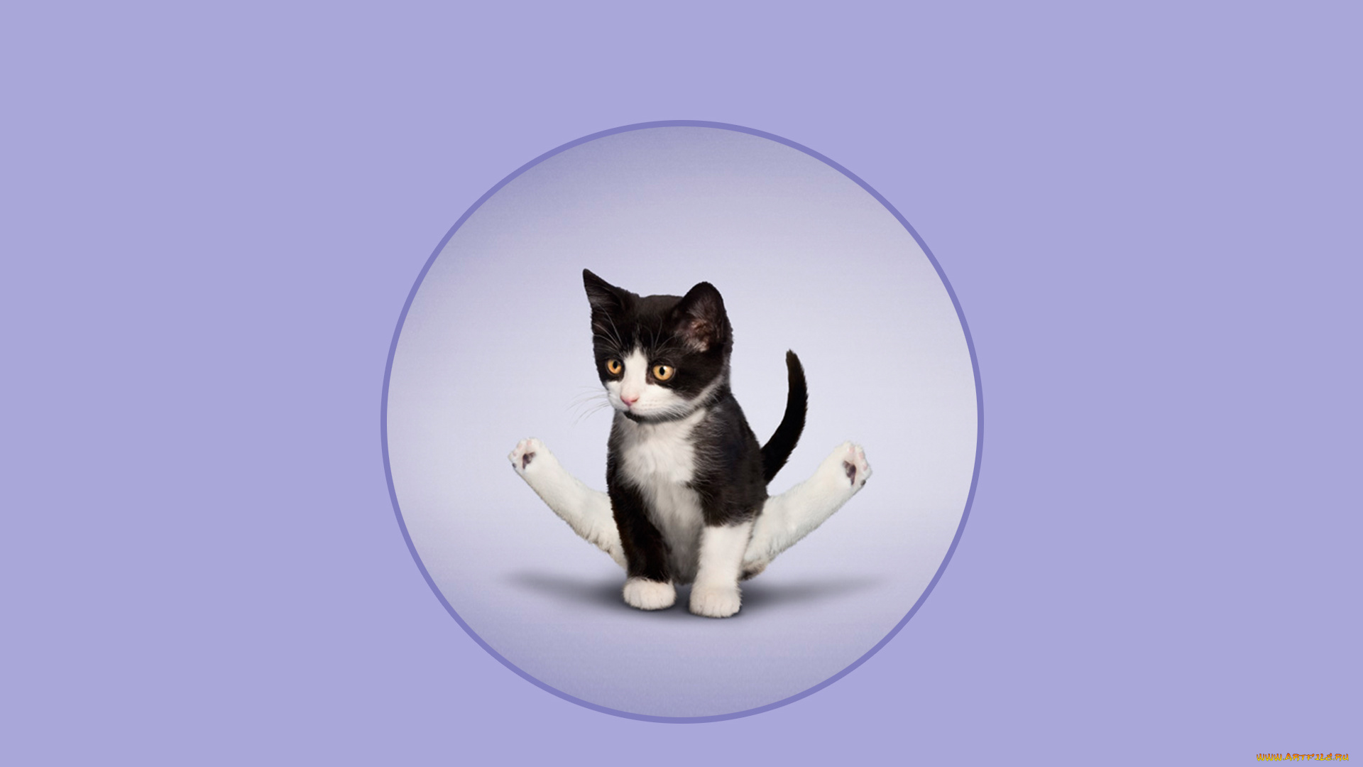 разное, компьютерный, дизайн, кот, фон