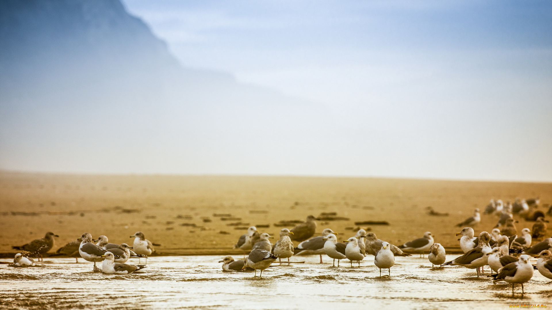 животные, Чайки, , бакланы, , крачки, sand, cliffs, beach, seagulls, creek, california, san, gregorio, splish, splash