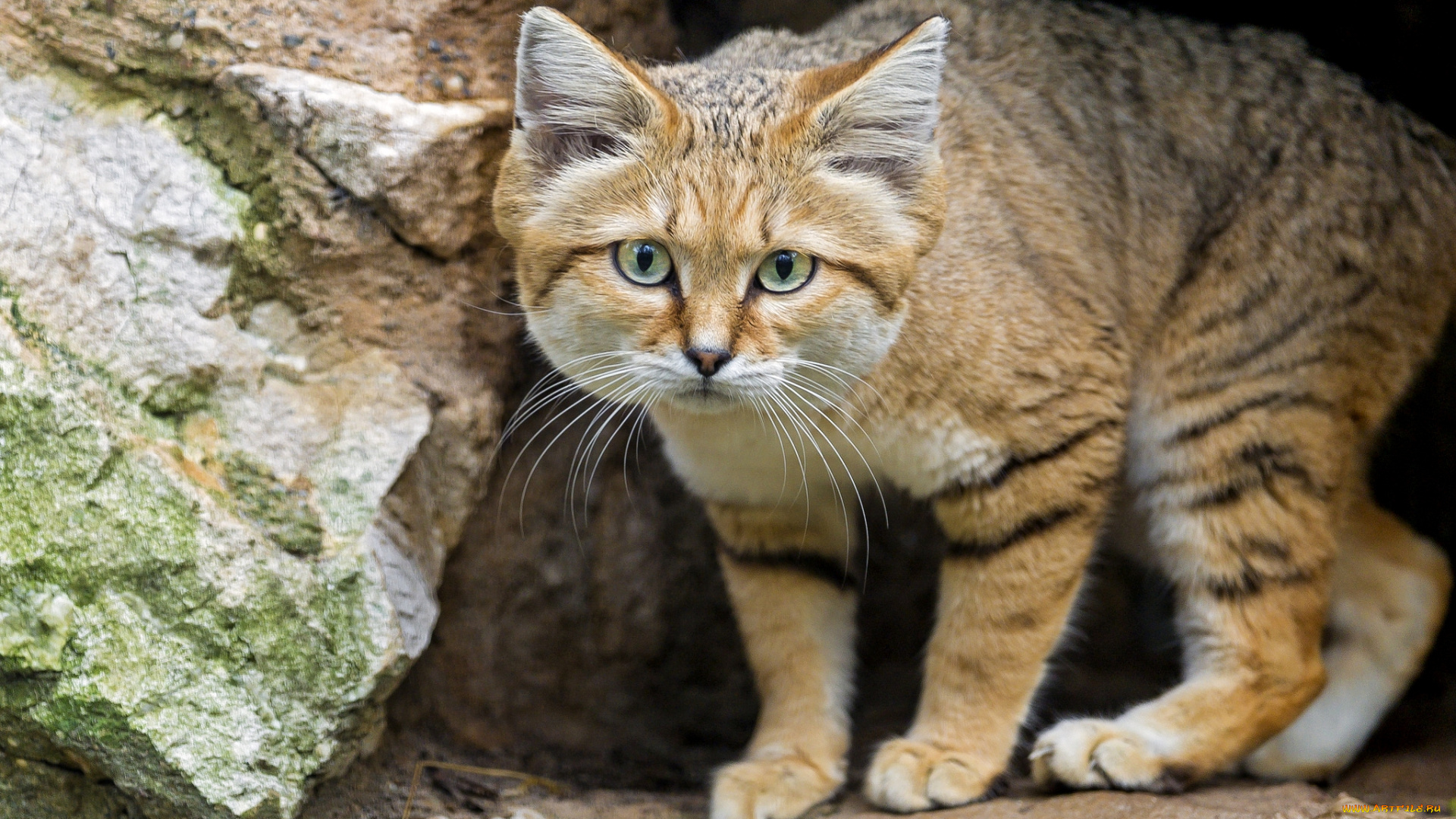 животные, дикие, кошки, песчаный, кот