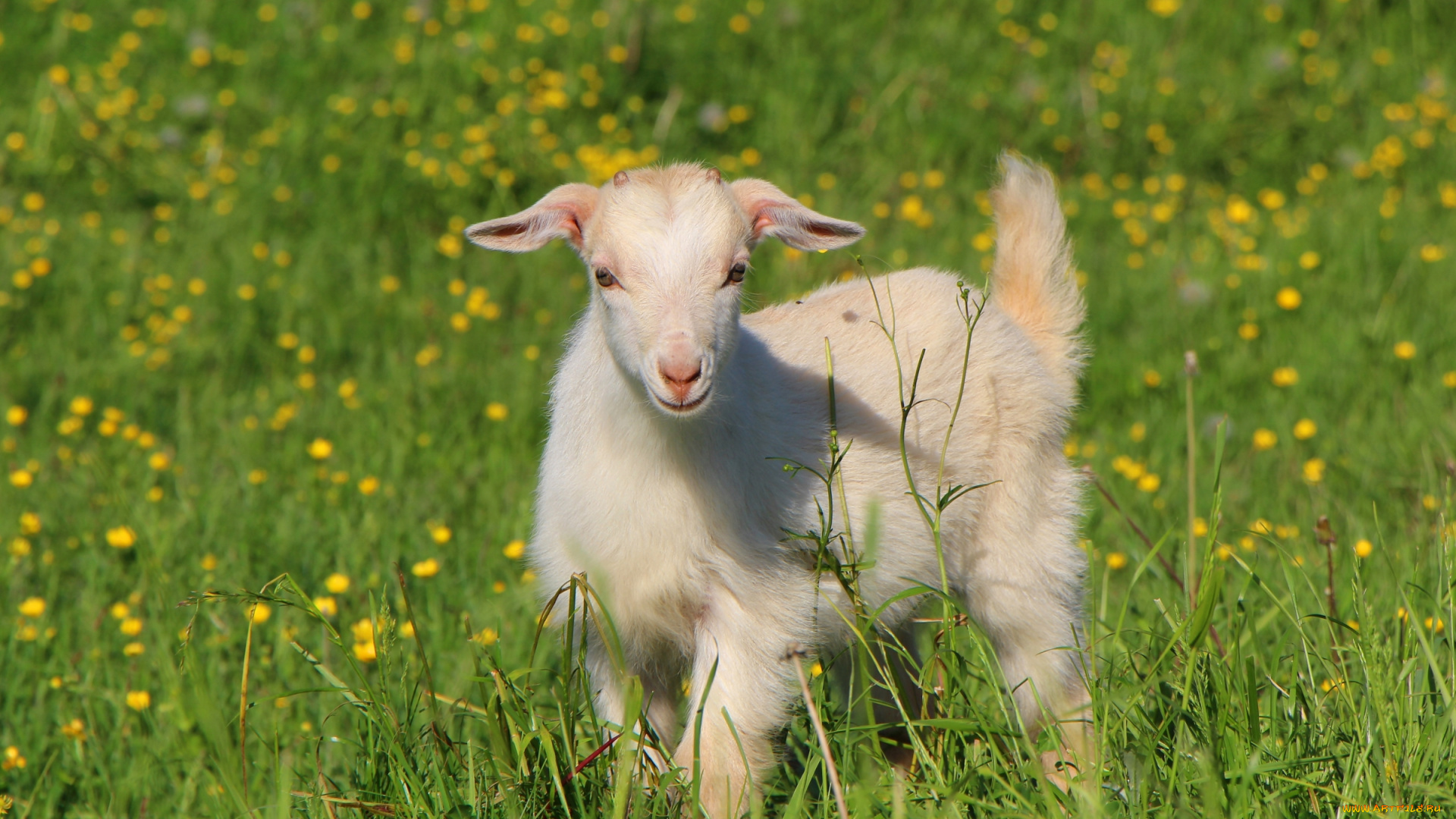 животные, козы, козочка