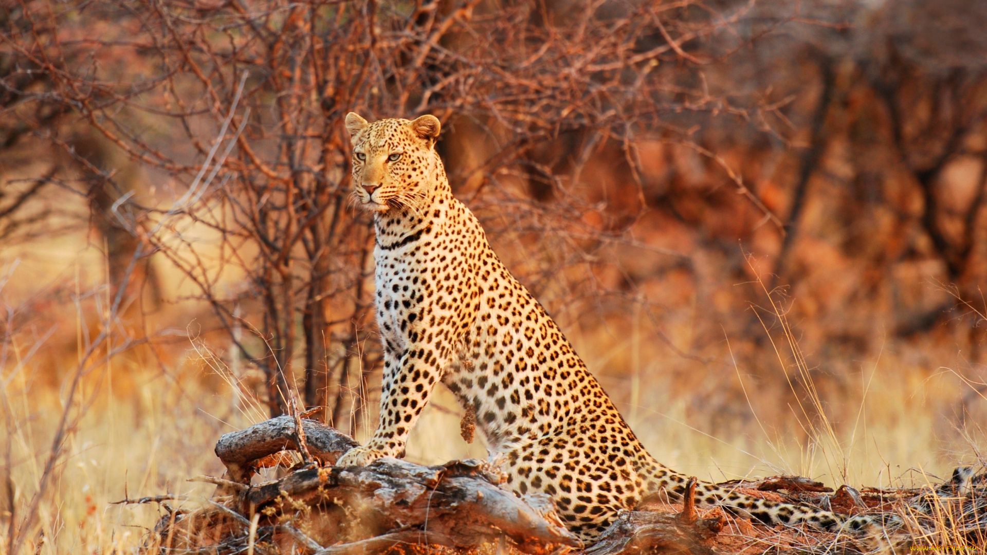 животные, леопарды, взгляд, леопард