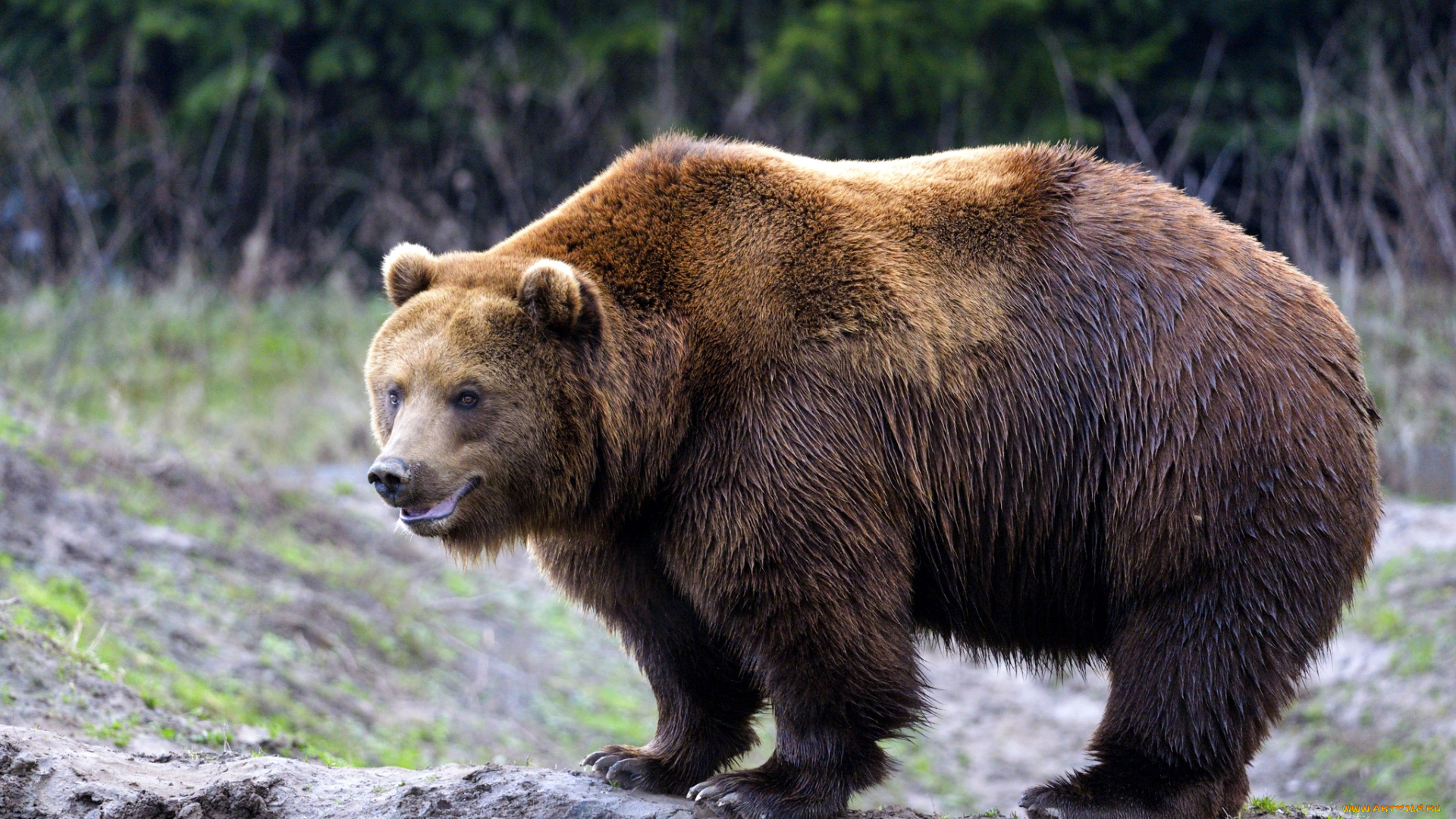 животные, медведи, бурый