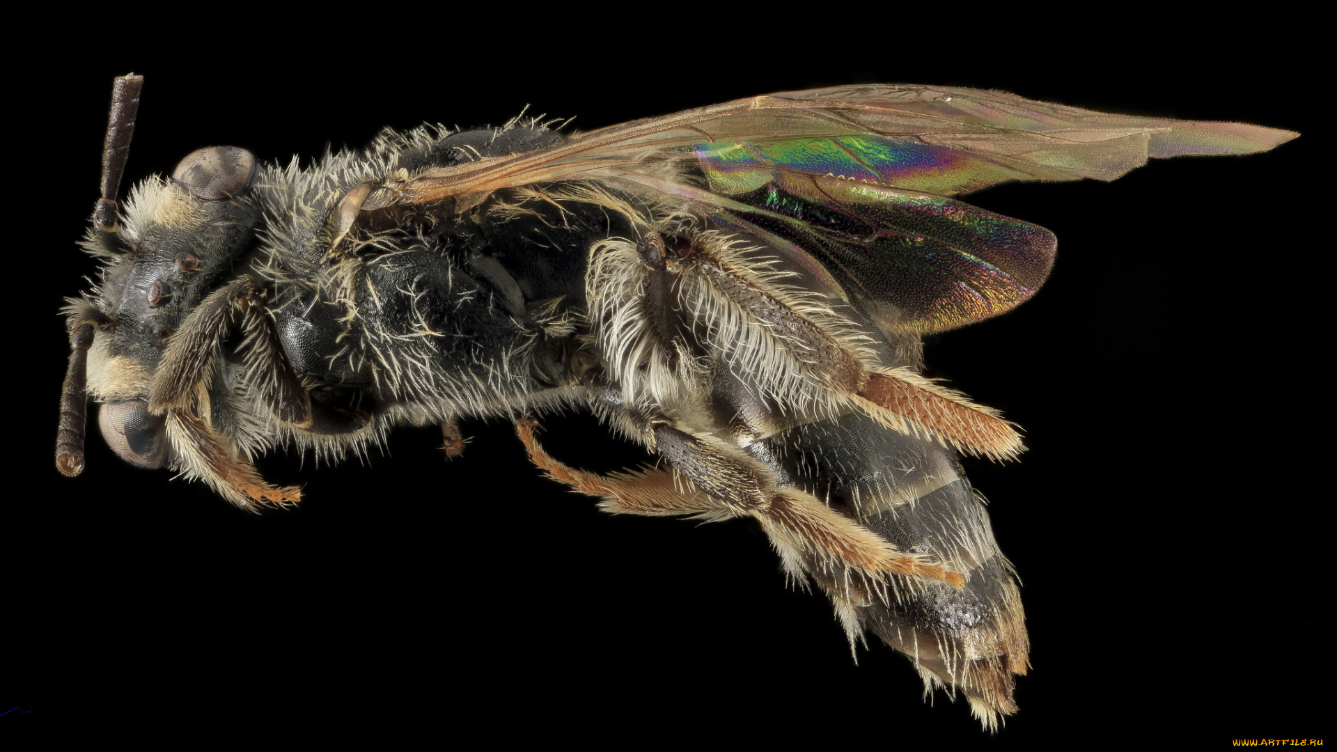 животные, насекомые, макросъемка, насекомое