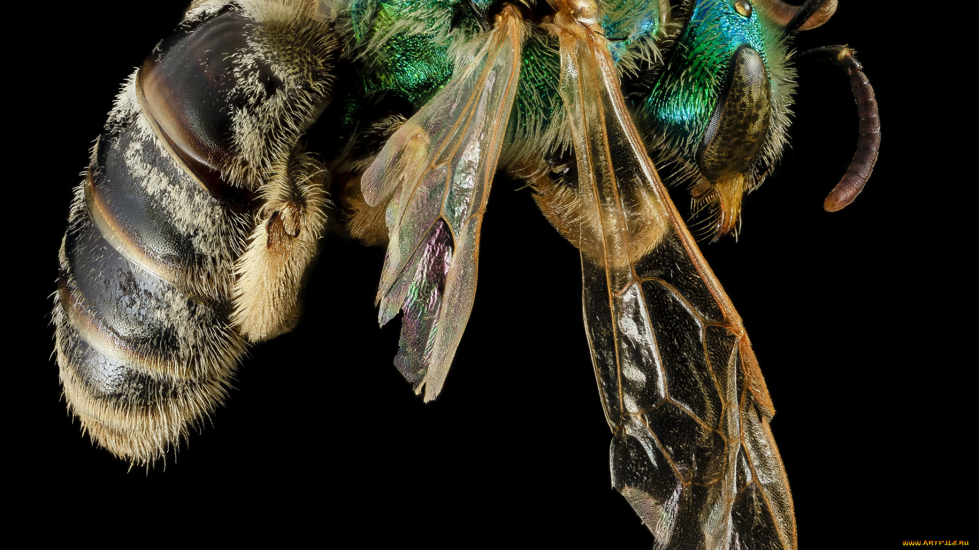 животные, насекомые, макросъемка, насекомое