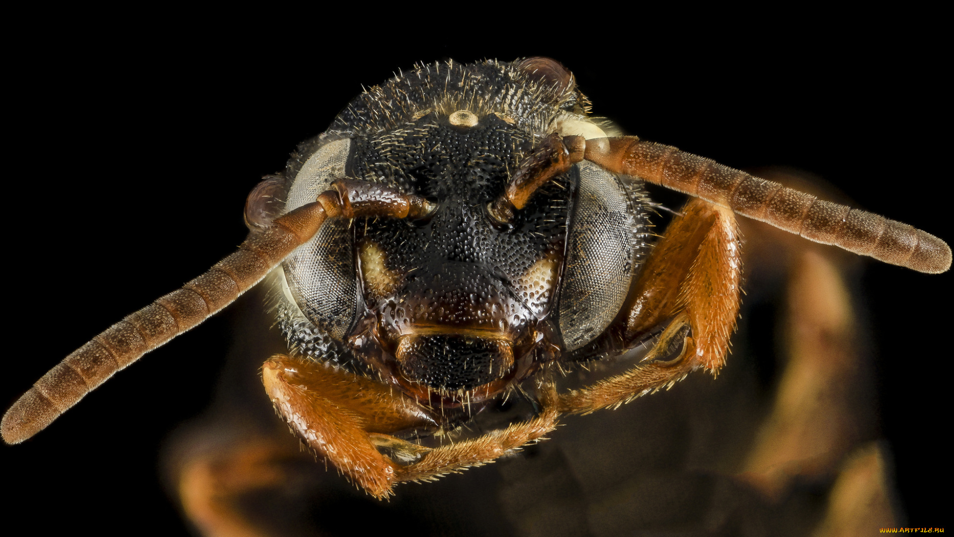 животные, насекомые, макросъемка, насекомое