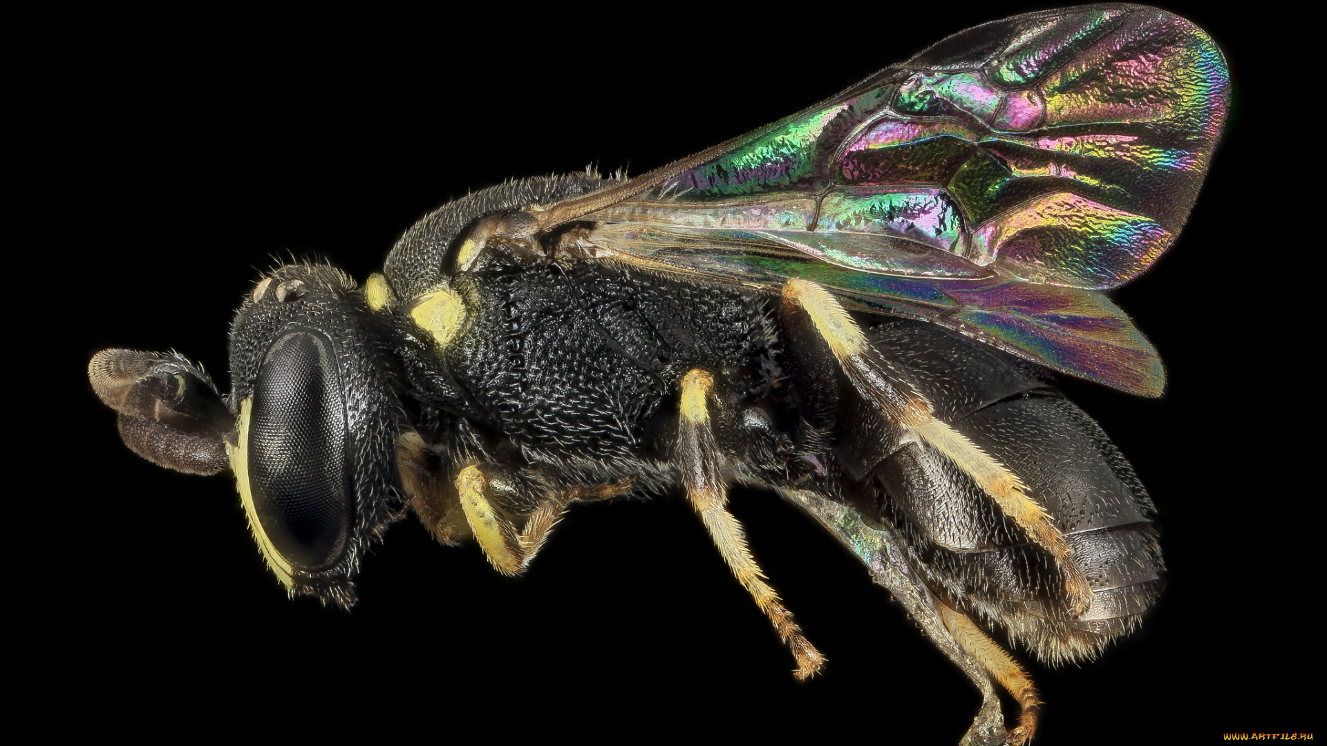 животные, насекомые, макросъемка, насекомое