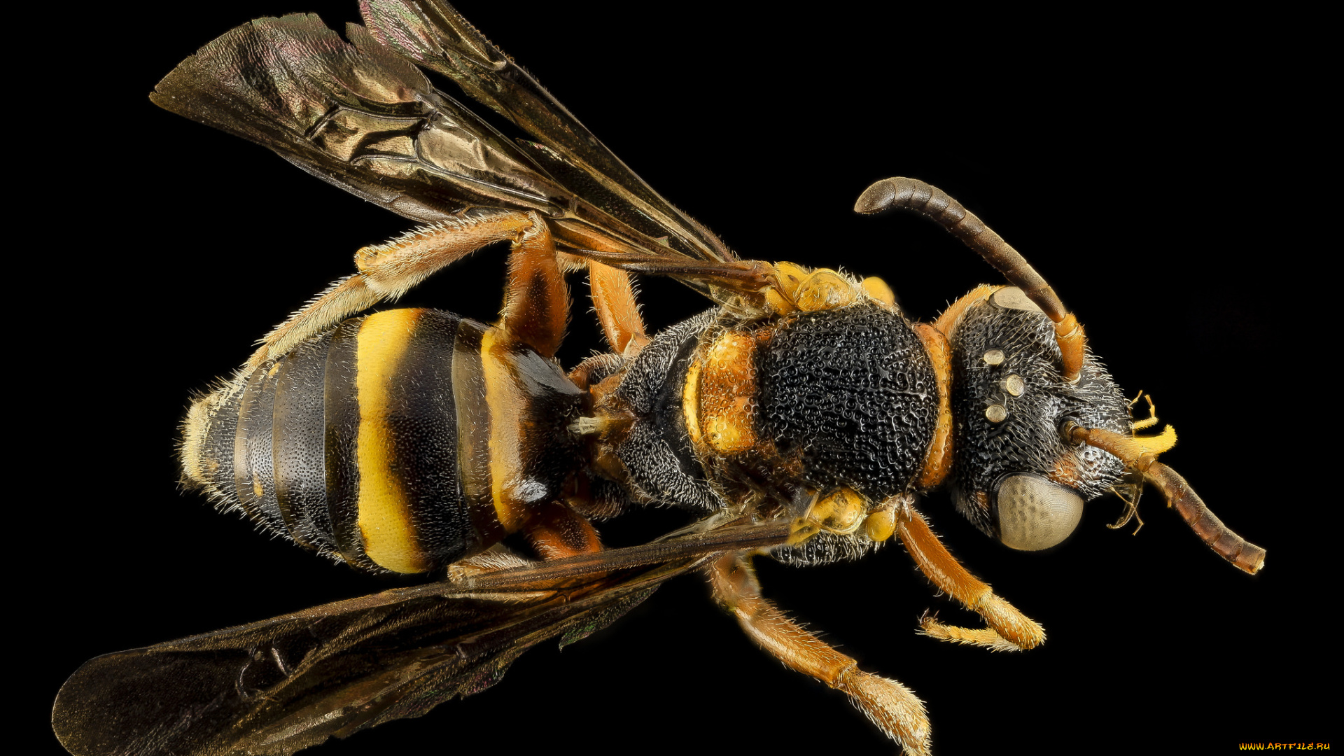 животные, насекомые, макросъемка, насекомое