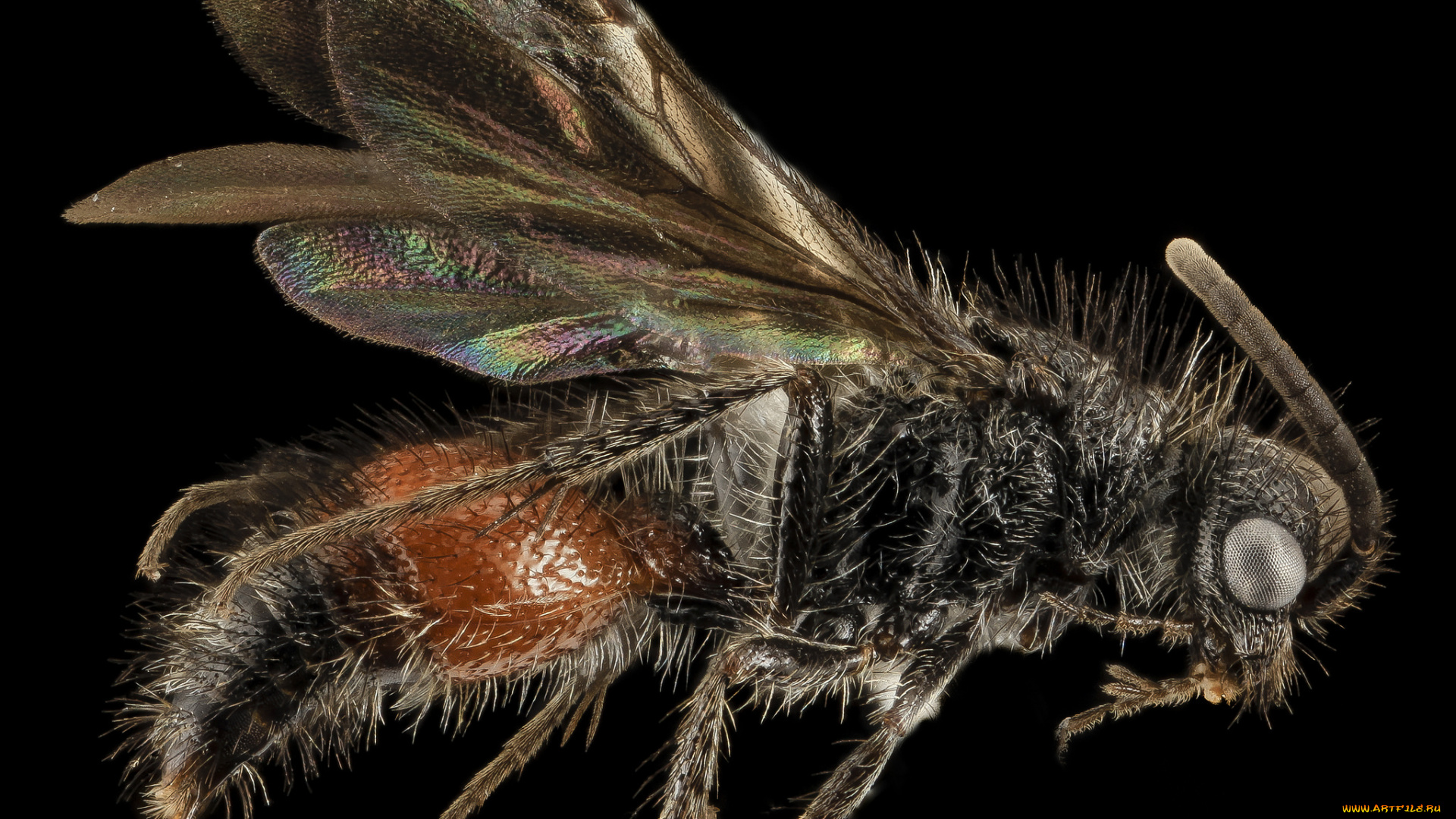 животные, насекомые, макросъемка, насекомое