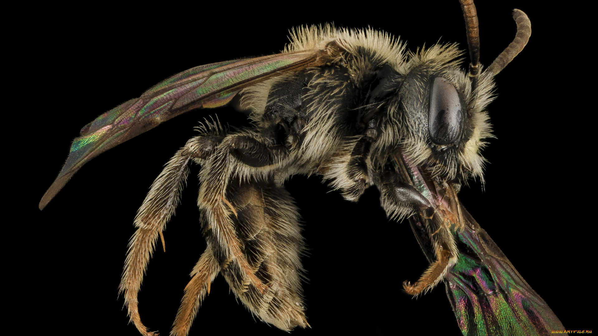 животные, насекомые, макросъемка, насекомое