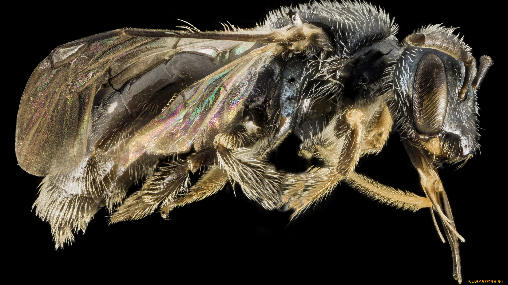 животные, насекомые, макросъемка, насекомое