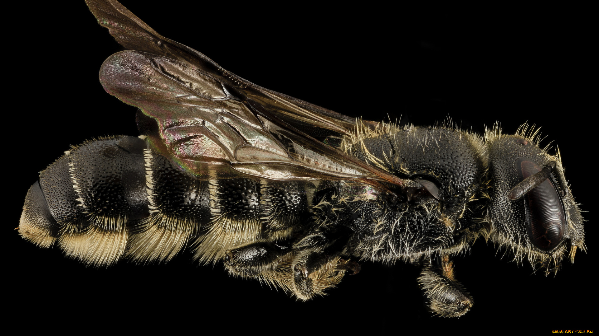 животные, насекомые, макросъемка, насекомое