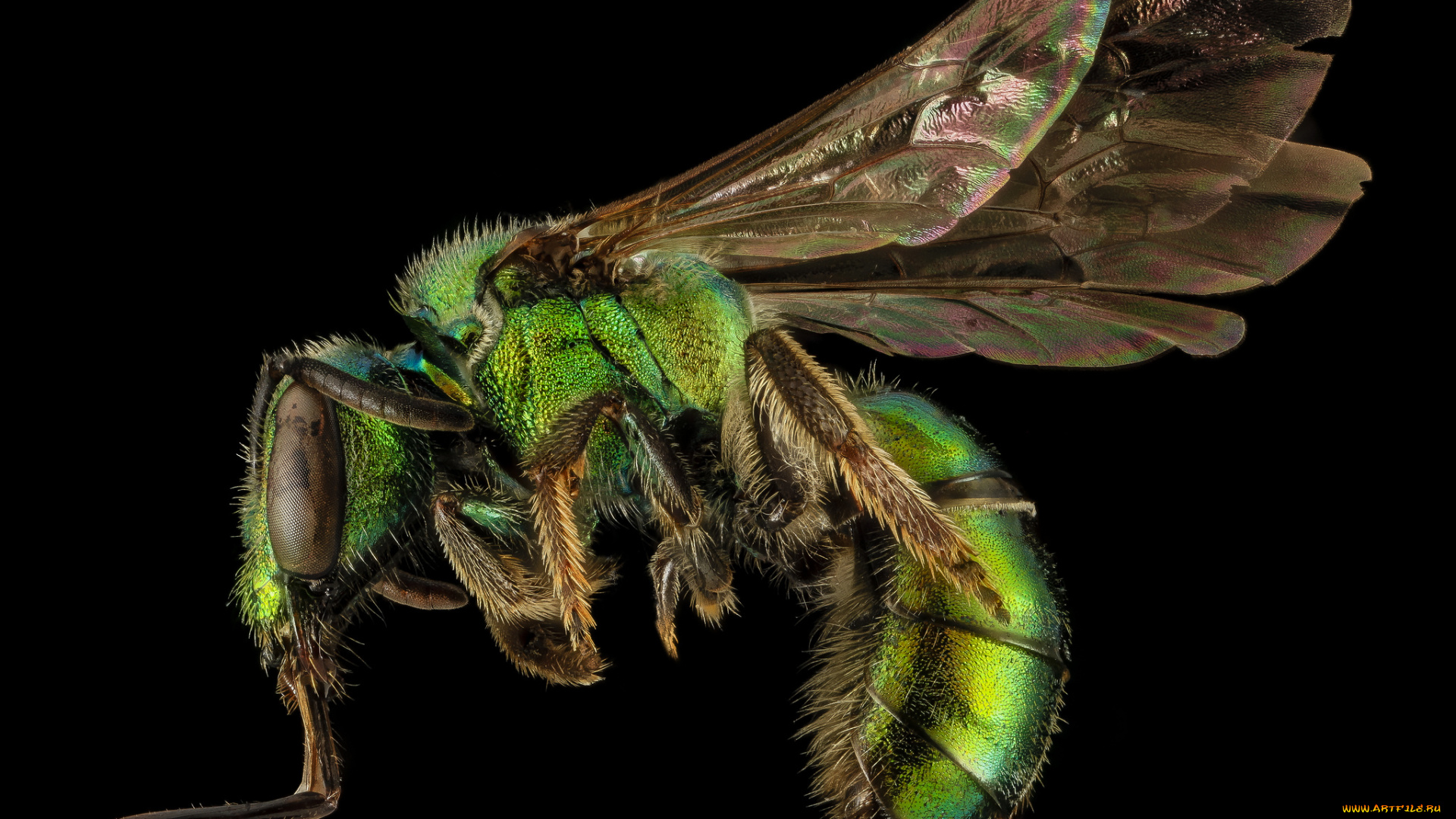 животные, насекомые, макросъемка, насекомое