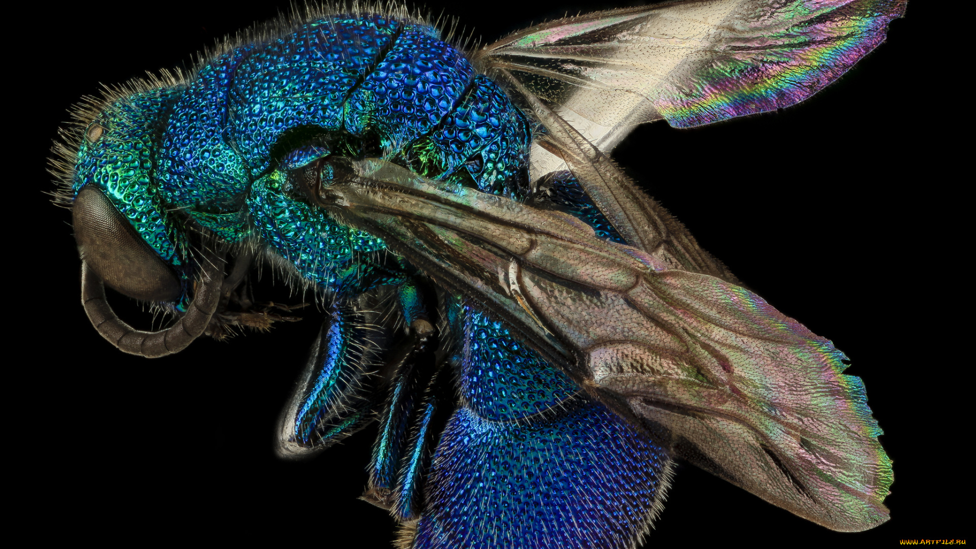 животные, насекомые, макросъемка, насекомое