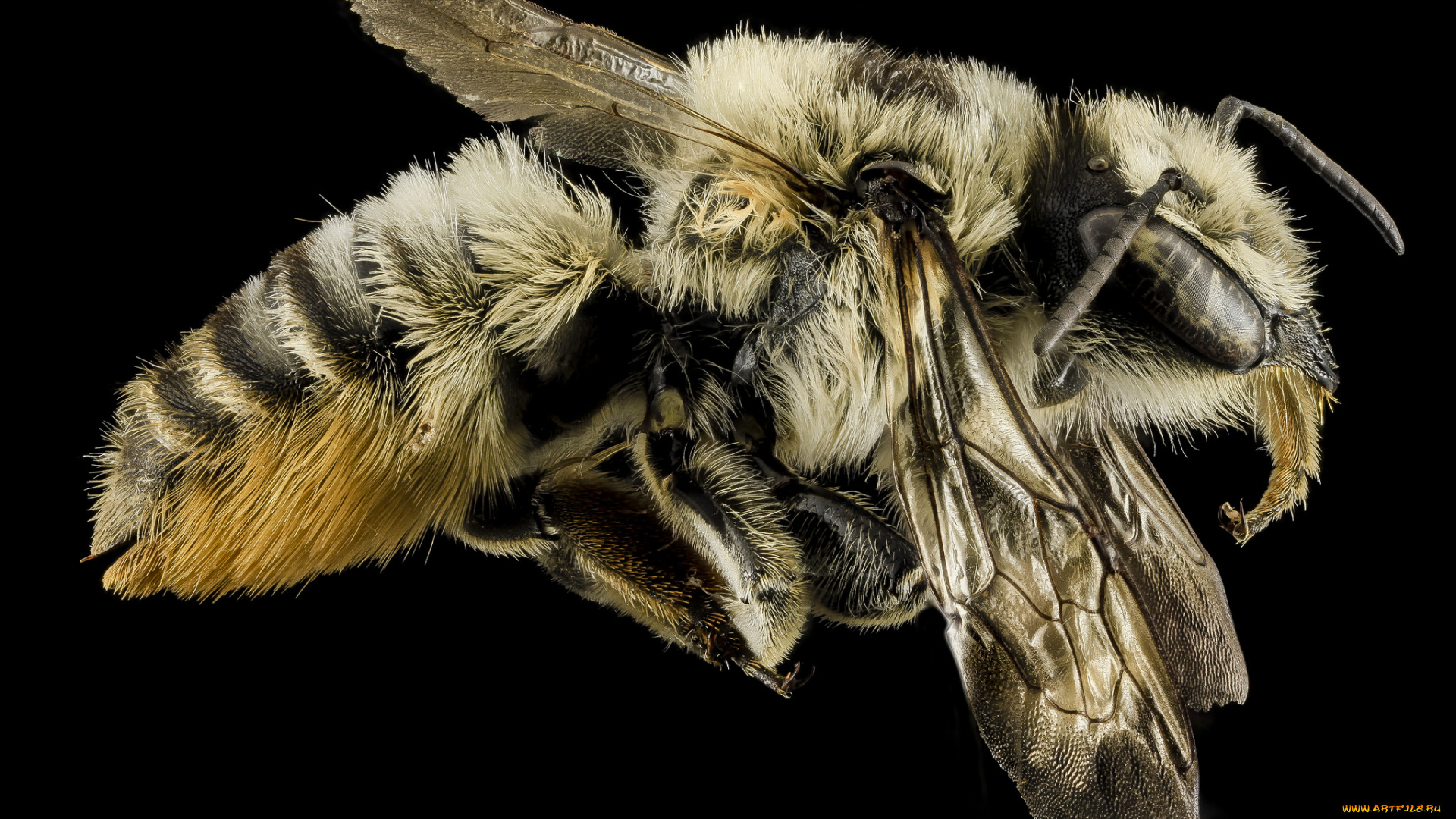 животные, насекомые, макросъемка, насекомое