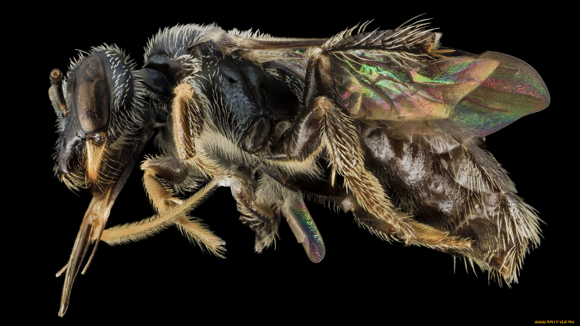 животные, насекомые, макросъемка, насекомое