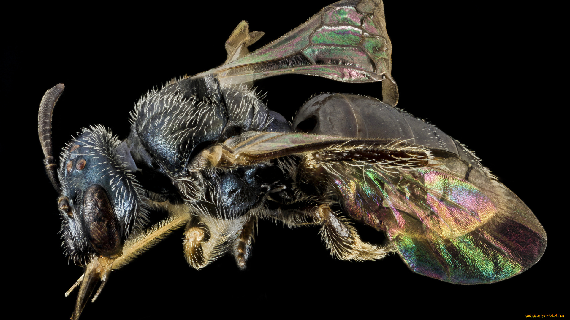 животные, насекомые, макросъемка, насекомое