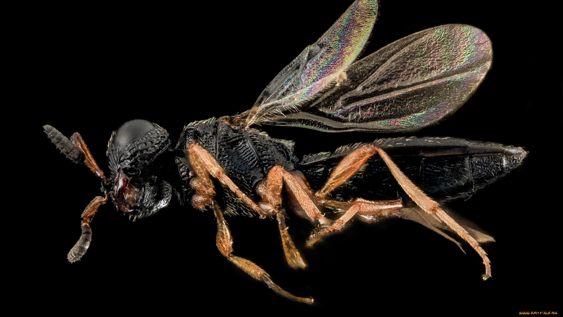 животные, насекомые, насекомое, макросъемка