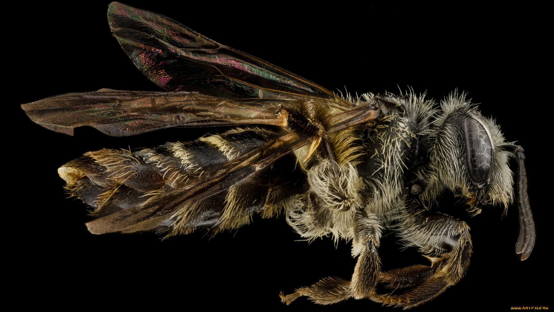 животные, насекомые, насекомое, макросъемка